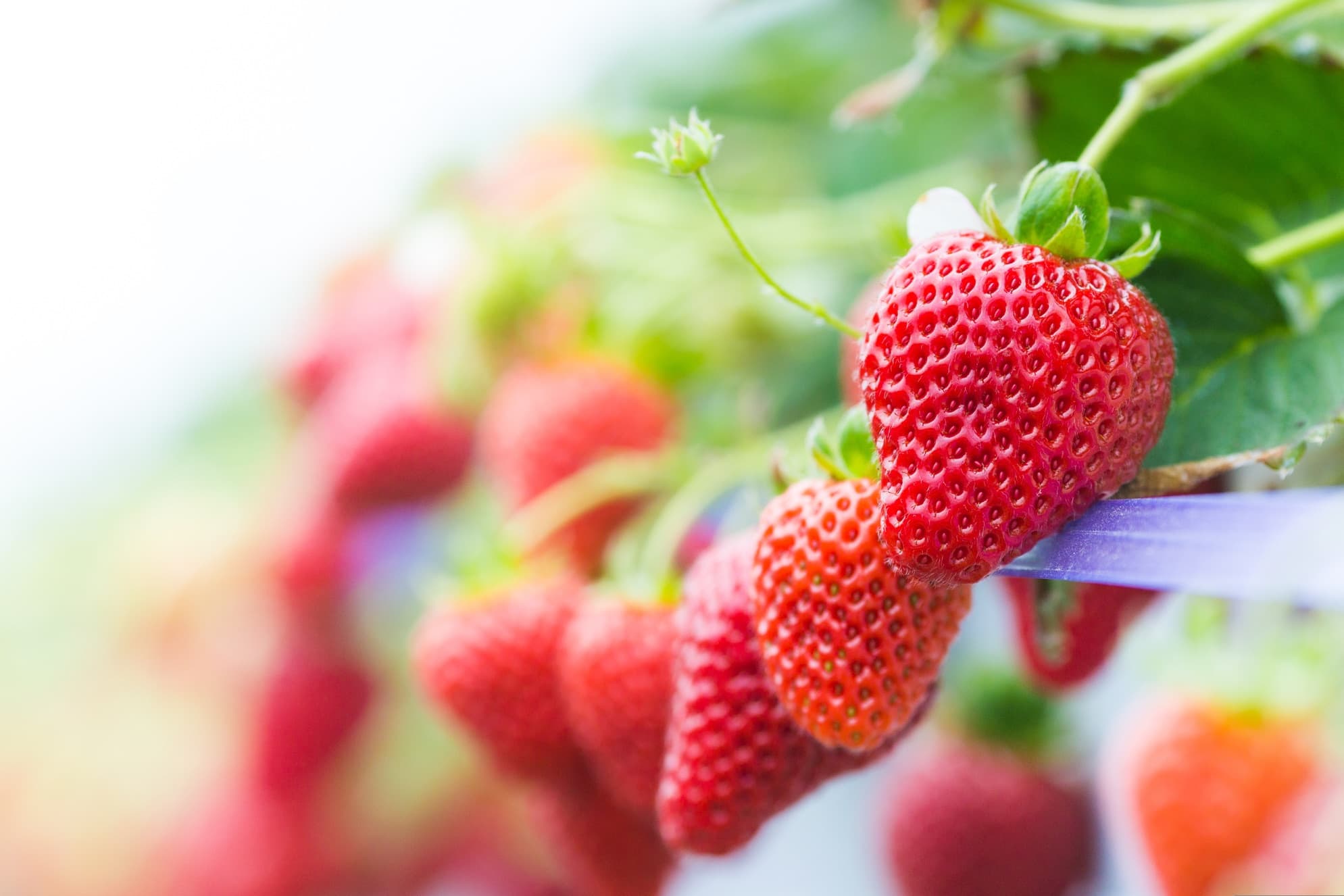 How To Grow Strawberries In Hydroponics