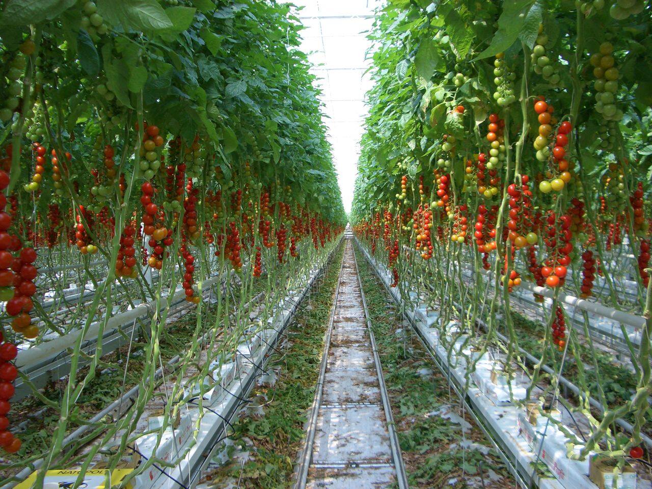 How To Grow Tomatoes Using Hydroponics
