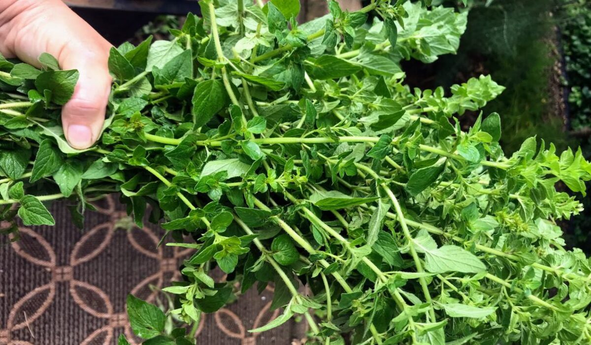 How To Harvest Herbs Without Killing The Plant