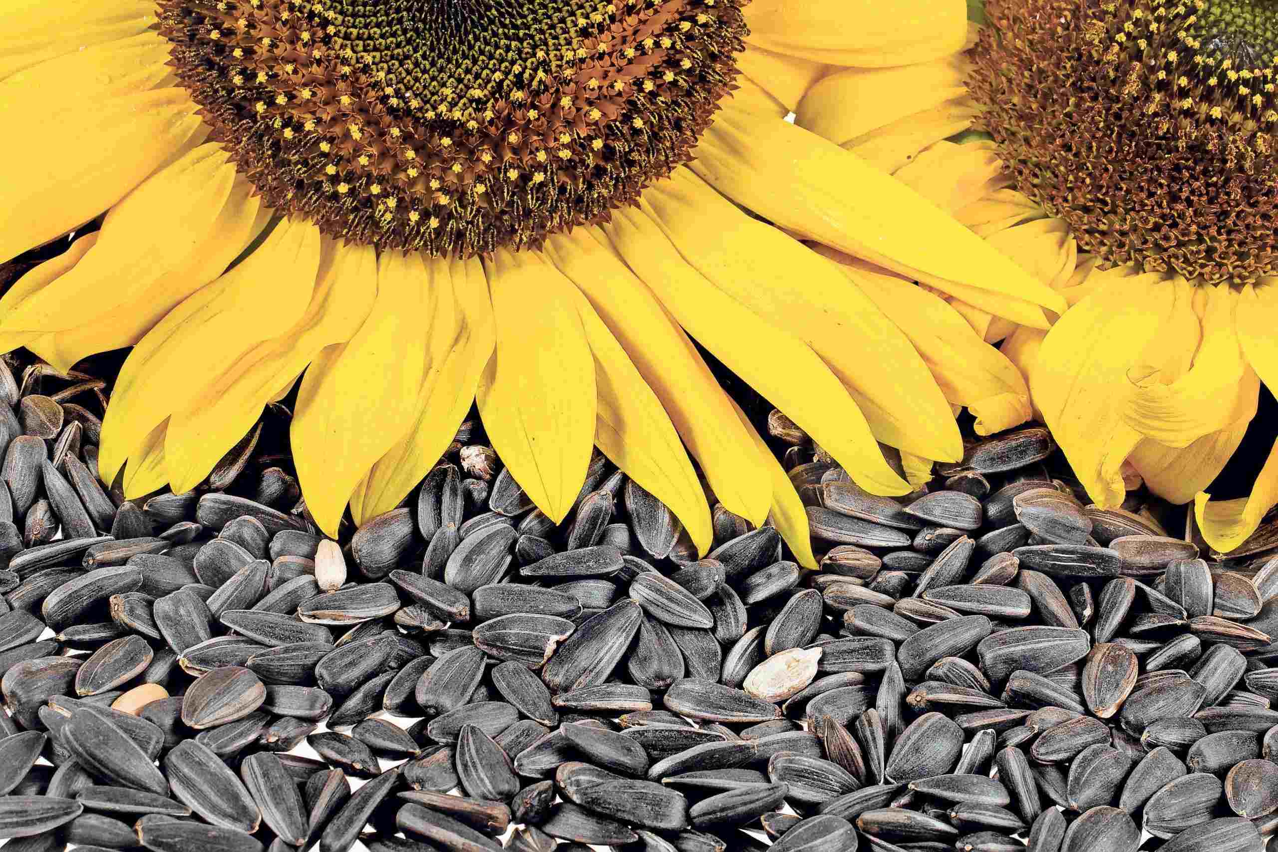 How To Harvest Sunflower Seeds For Eating