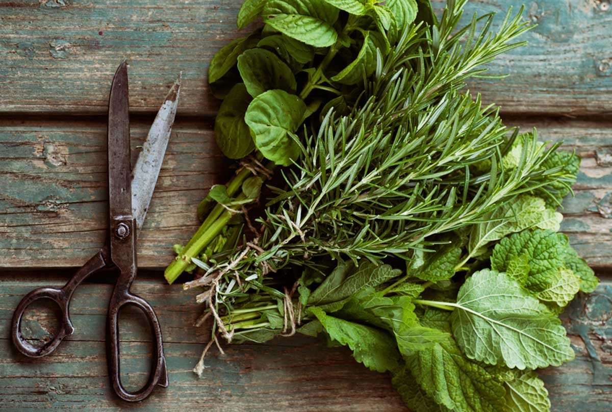 How To Harvest Your Herbs