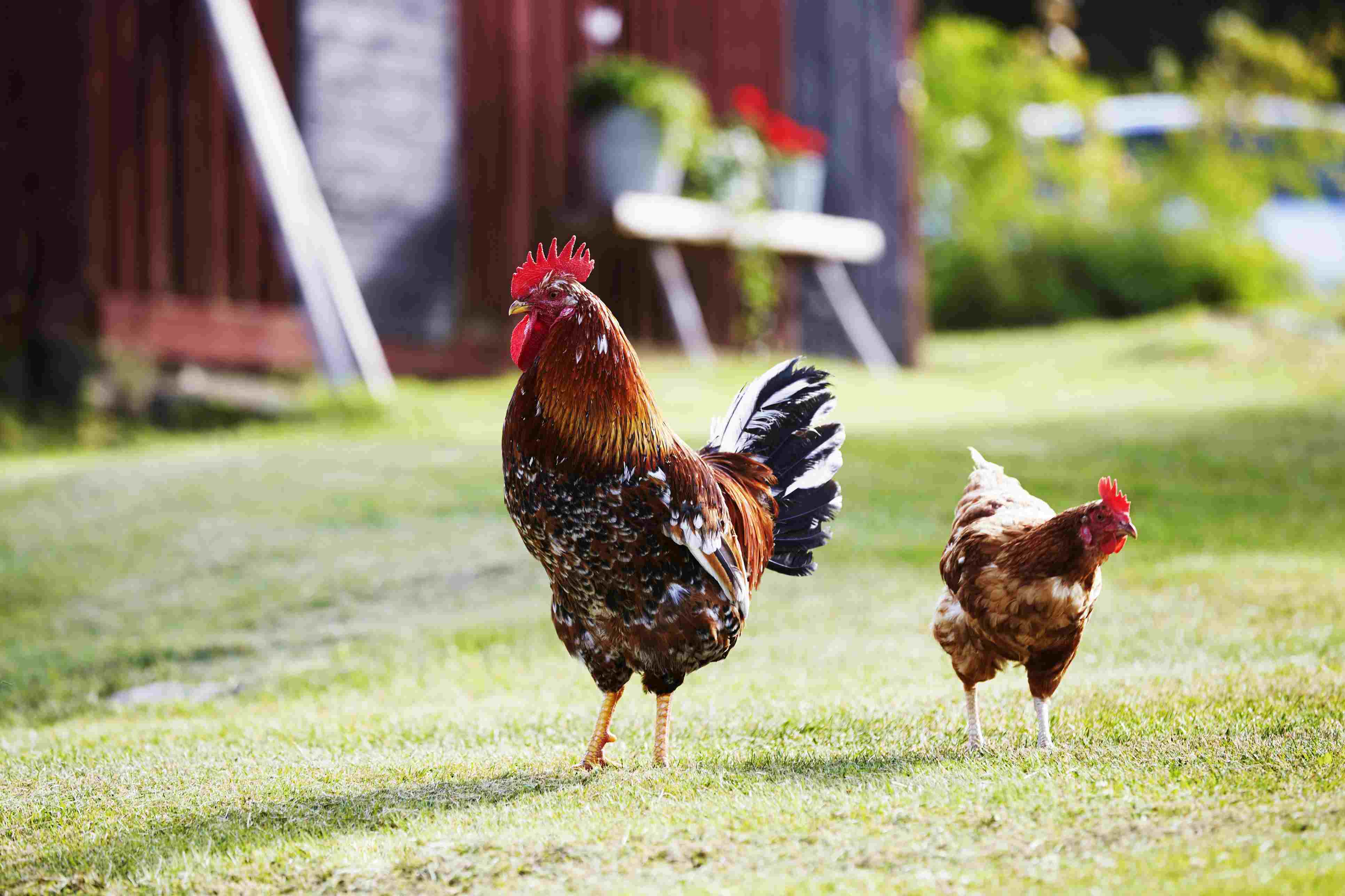 How To Have Backyard Chickens