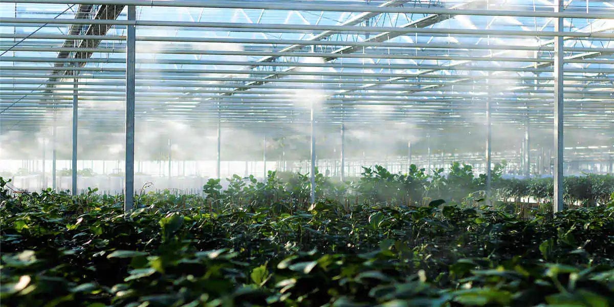 How To Increase Humidity In A Greenhouse