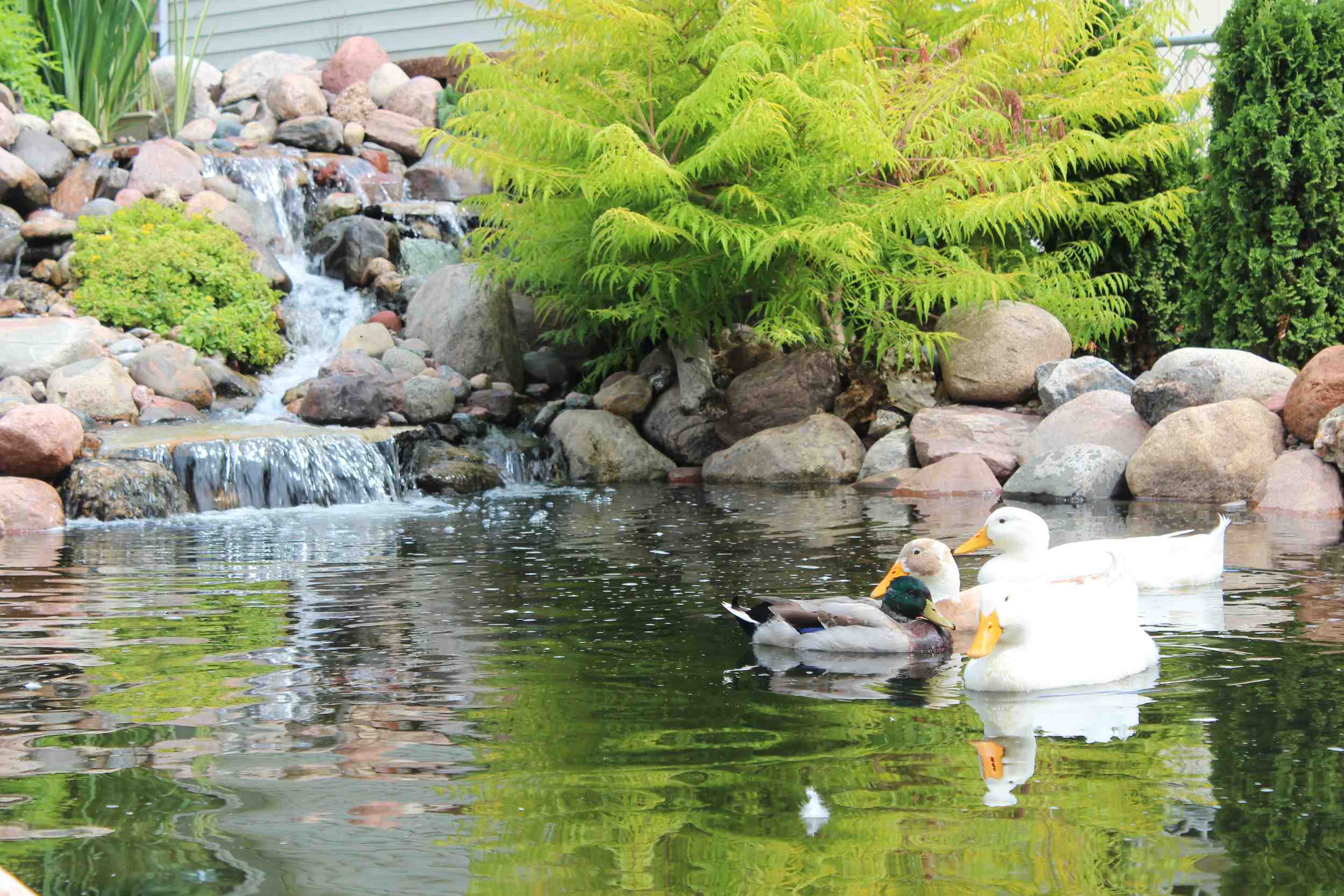 How To Keep A Backyard Duck Pond Clean