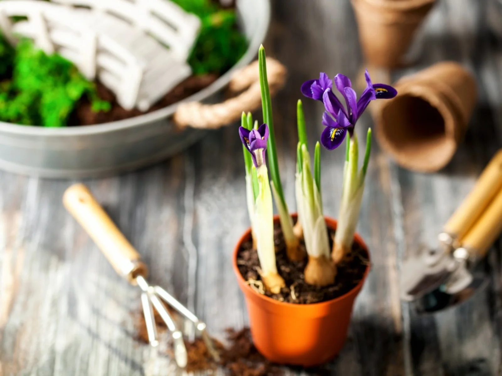 How To Keep Iris Bulbs Until Planting
