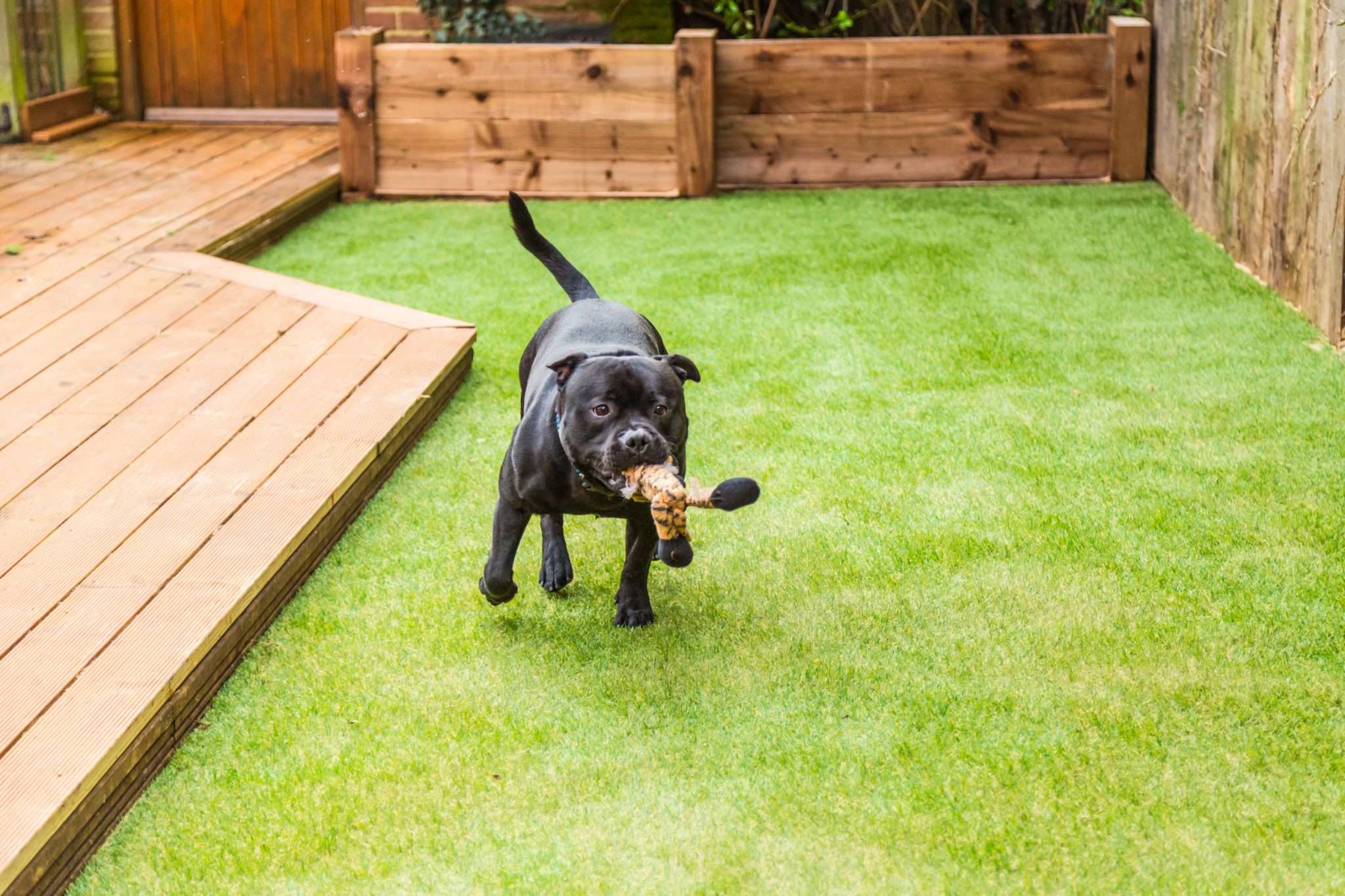 How To Make A Dog Run In Backyard