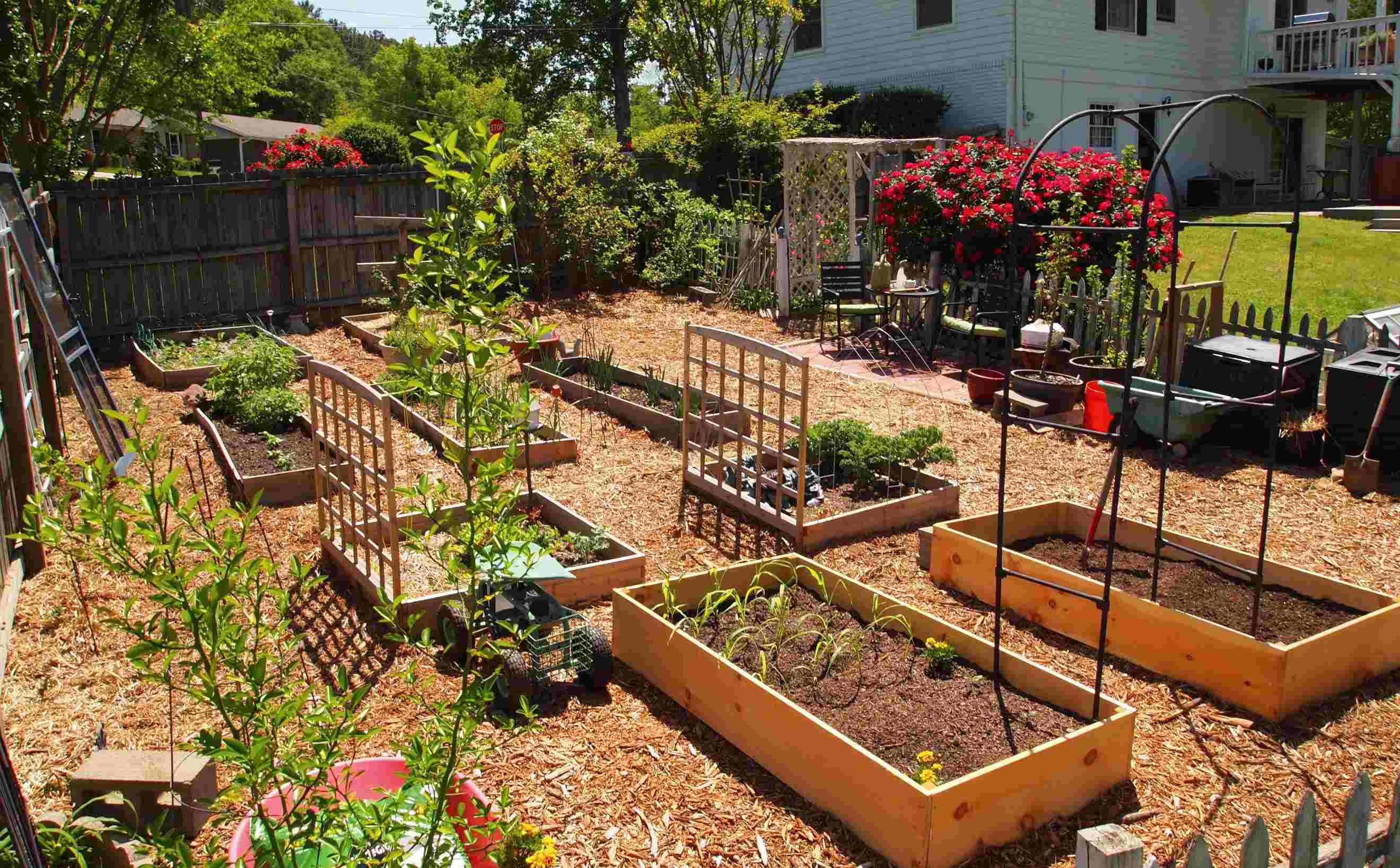 How To Make A Vegetable Garden In The Backyard