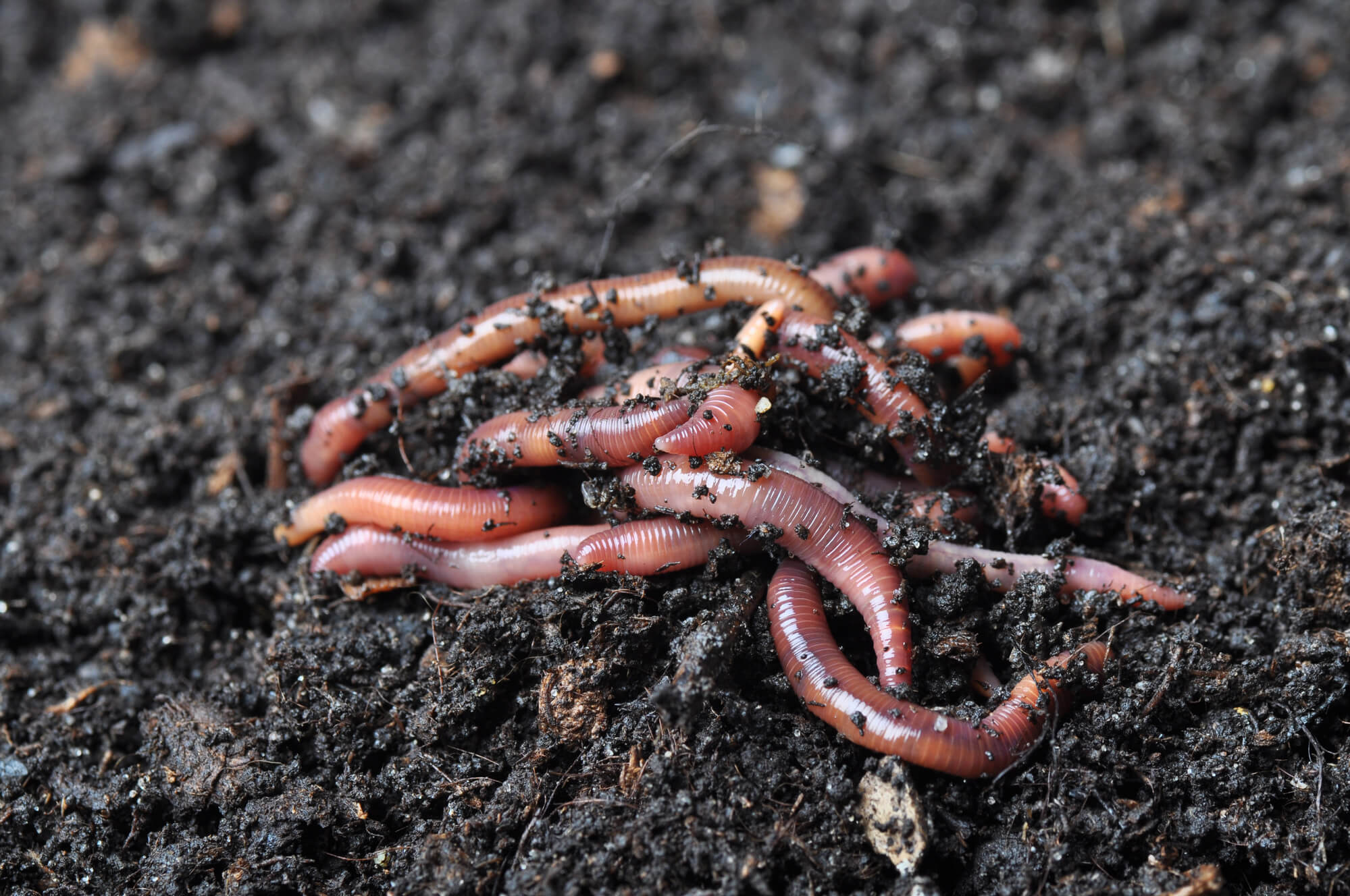 How To Make Compost Tea With Worm Castings