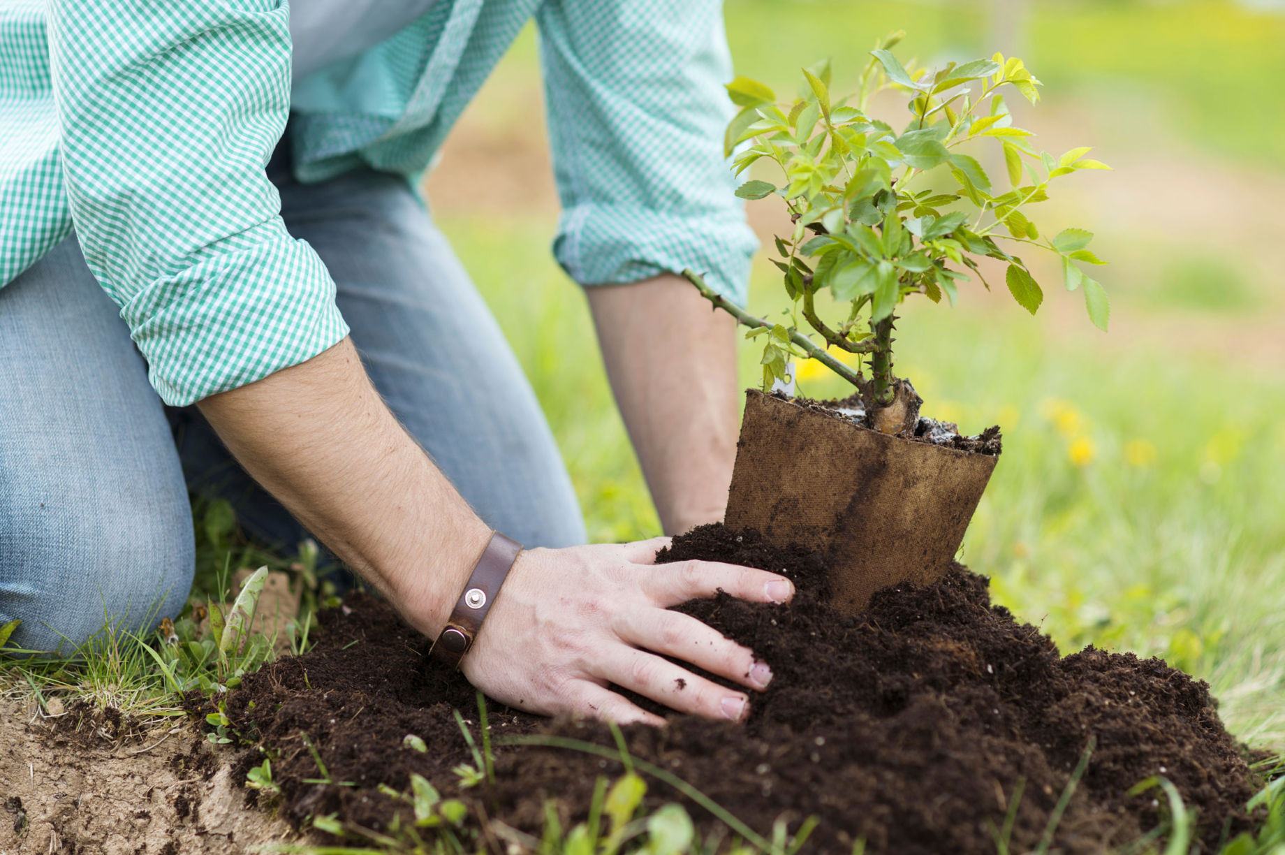 How To Make Money By Planting Trees