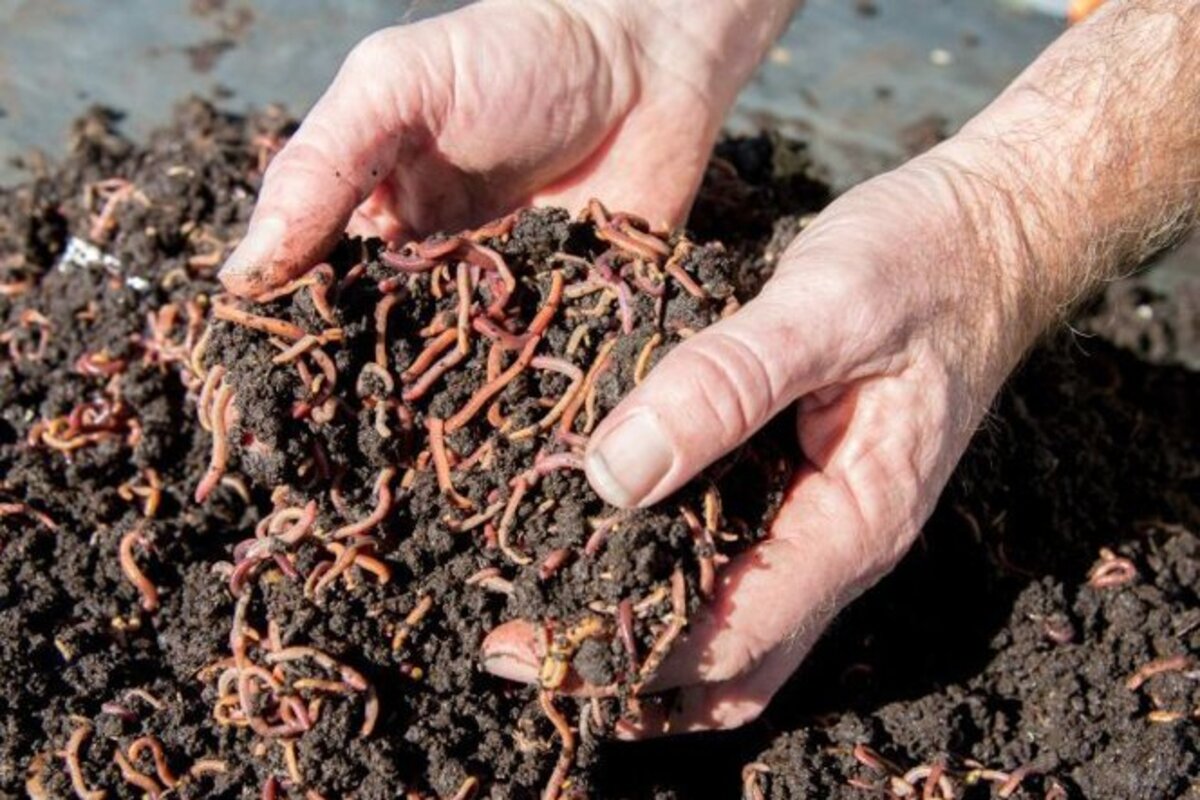 How To Make Worm Compost