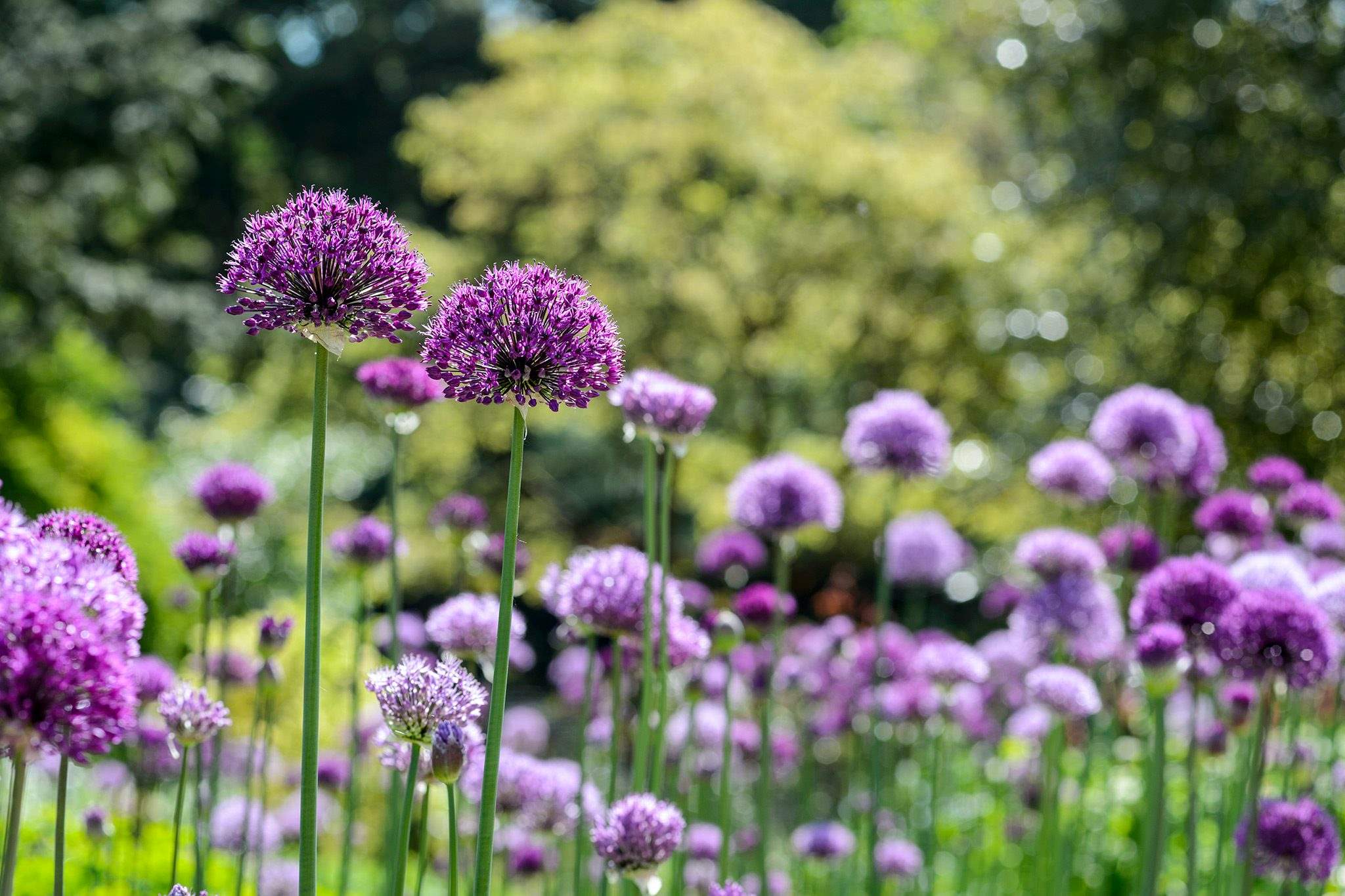 How to Plant Allium Bulbs: Which Way Is Up?