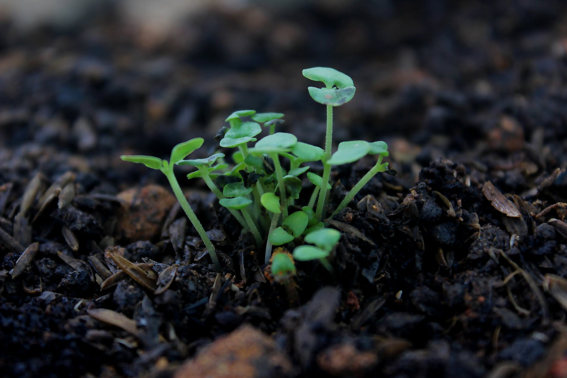 How To Plant Arugula Seeds