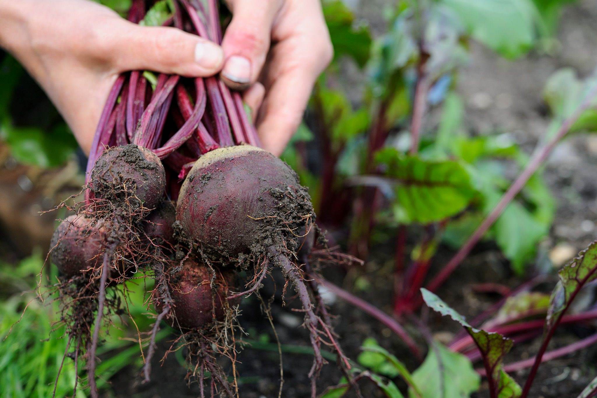 How To Plant Beet Seeds
