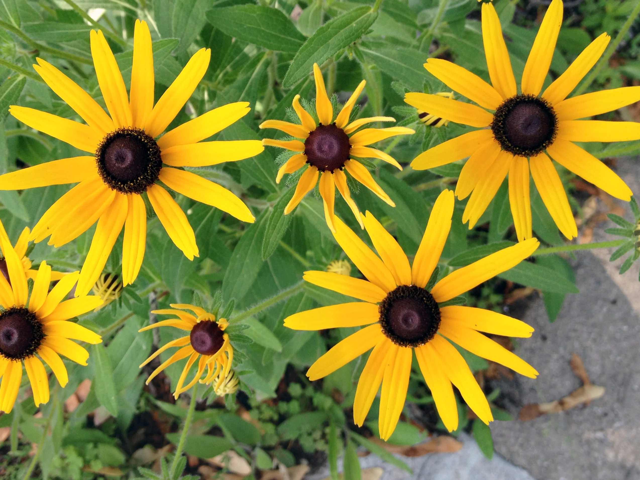 How To Plant Black Eyed Susan Seeds
