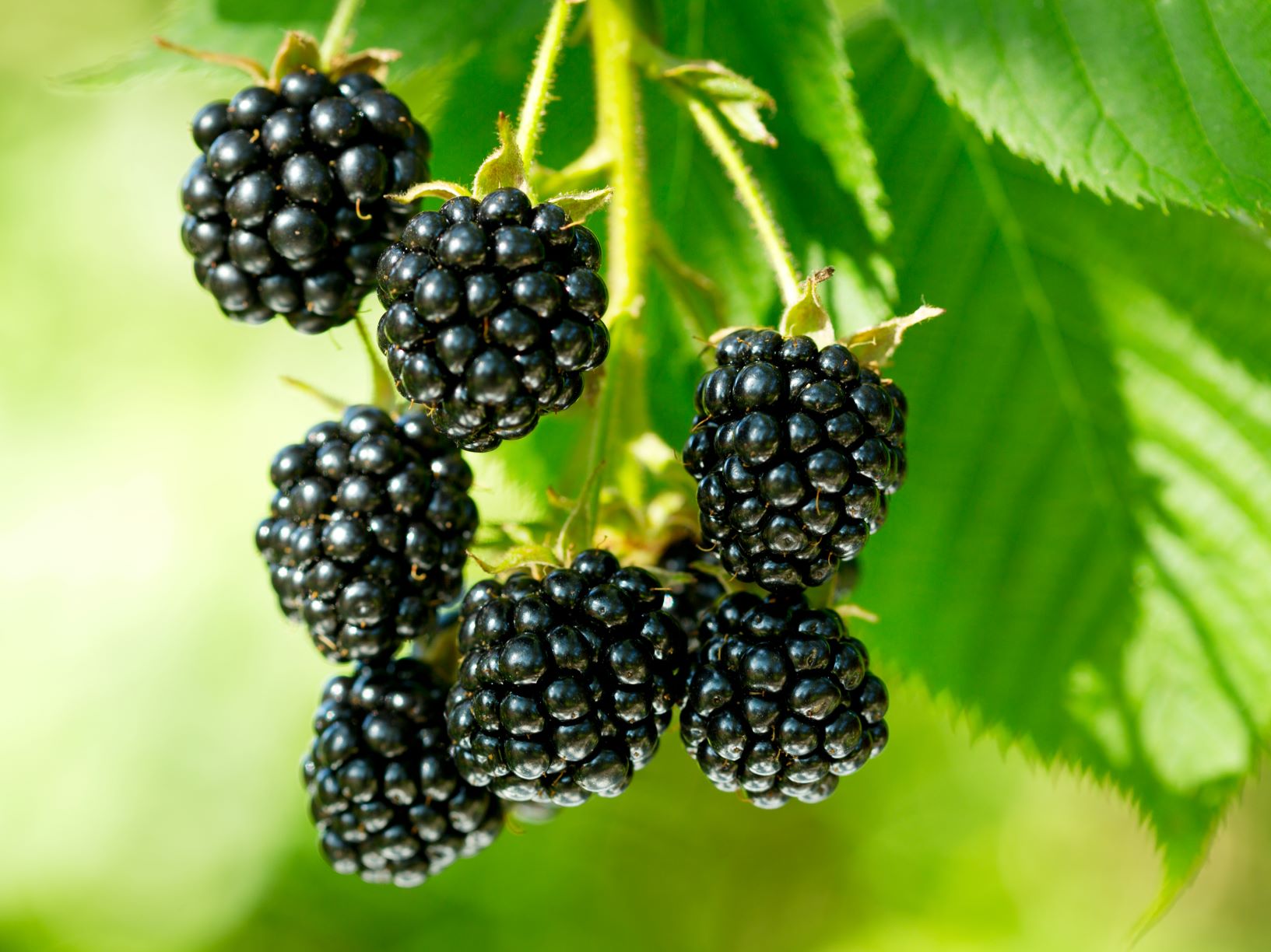 How To Plant Blackberry Seeds