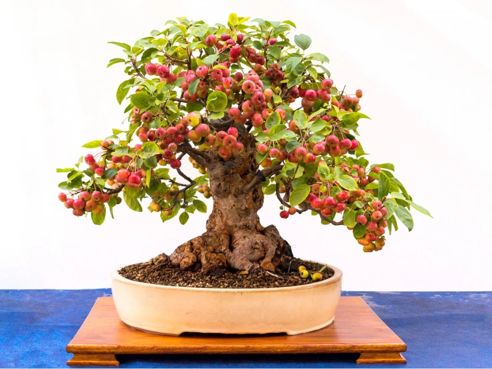 How To Plant Bonsai Seeds