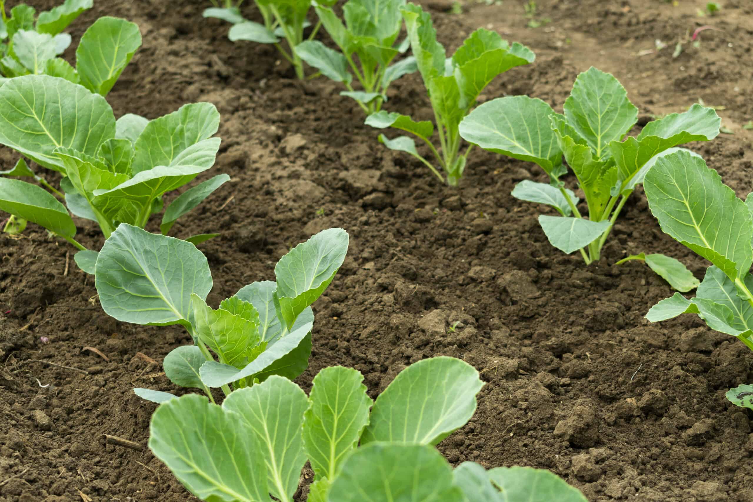 How To Plant Cabbage Seeds