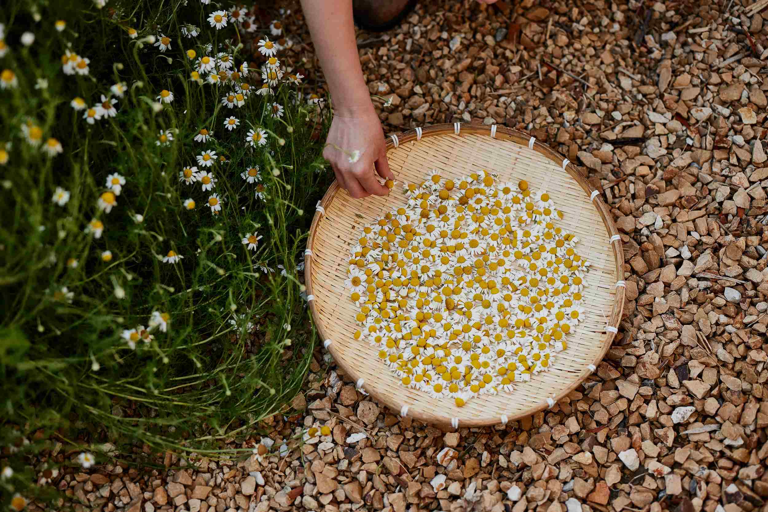 How To Plant Chamomile Seeds