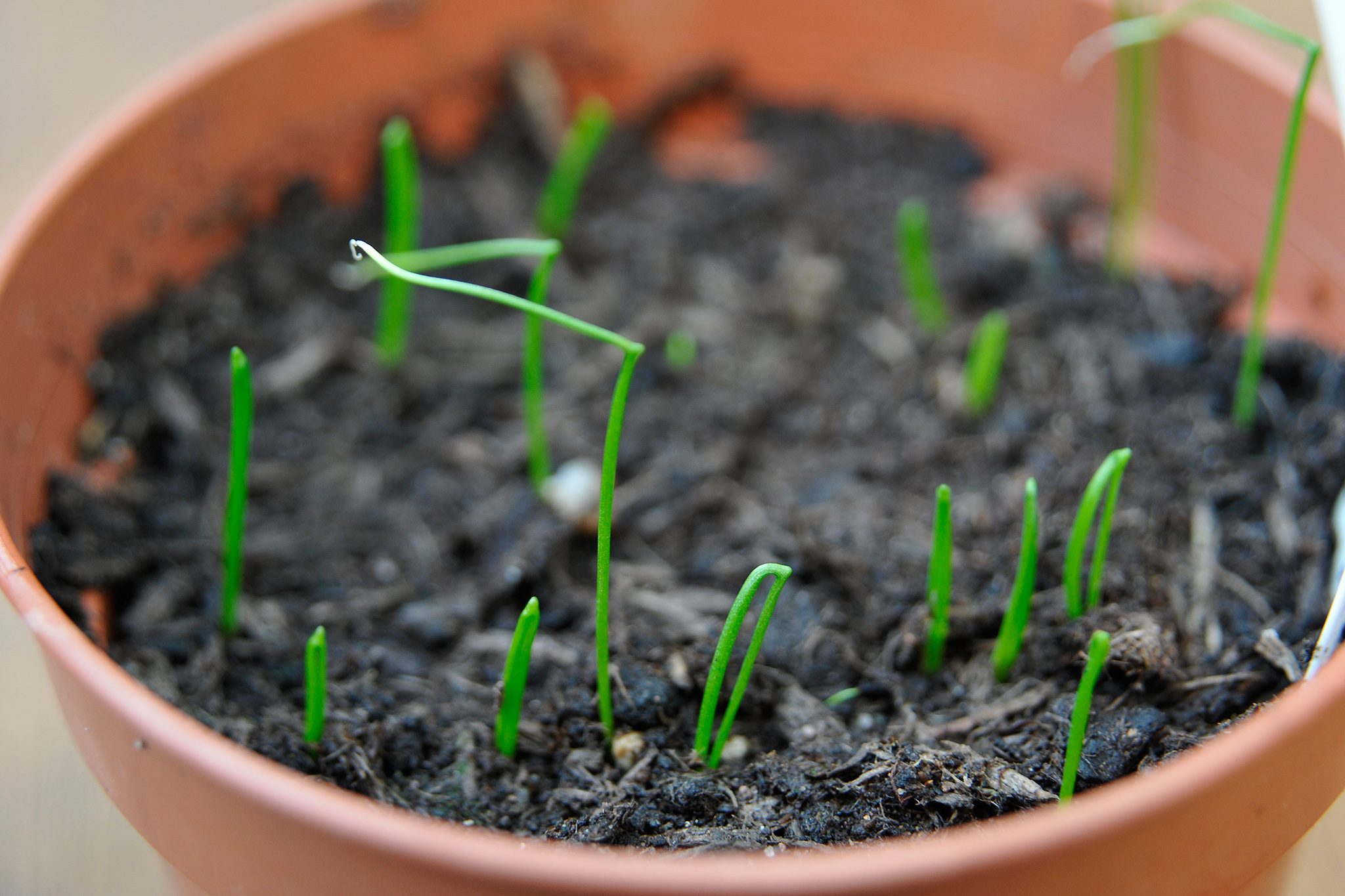 How To Plant Chives Seeds