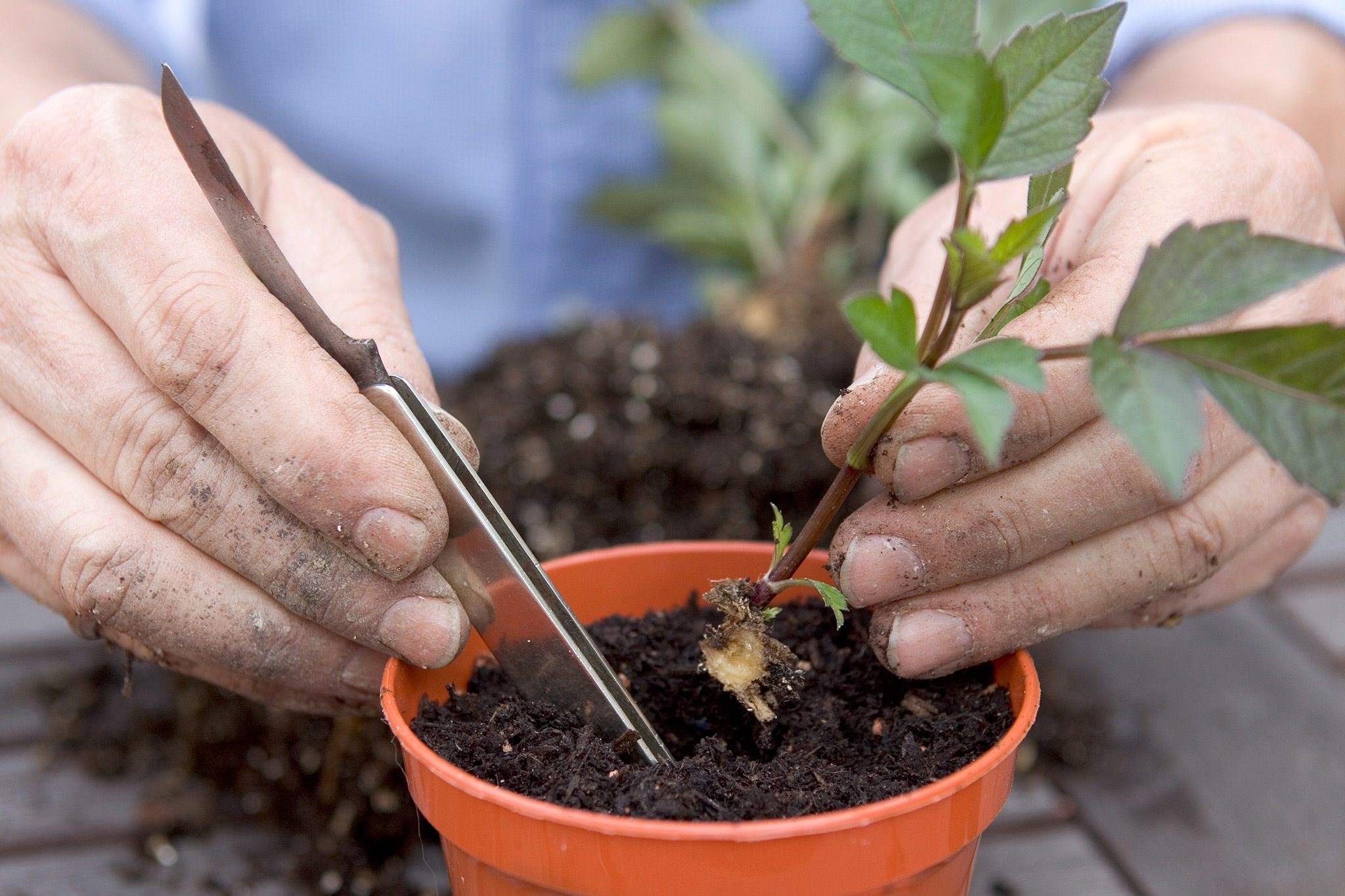 How To Plant Dahlia Seeds