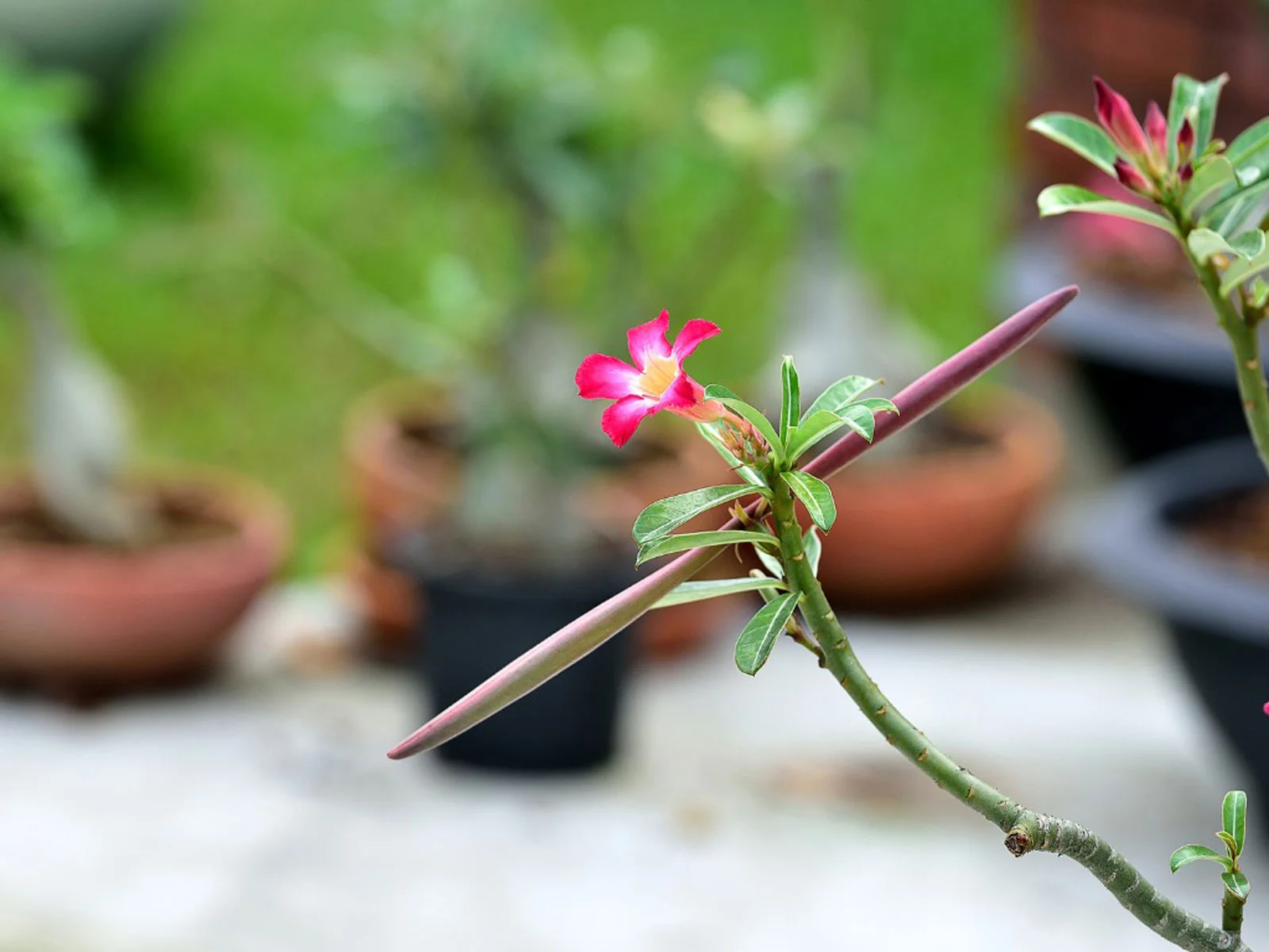 How To Plant Desert Rose Seeds