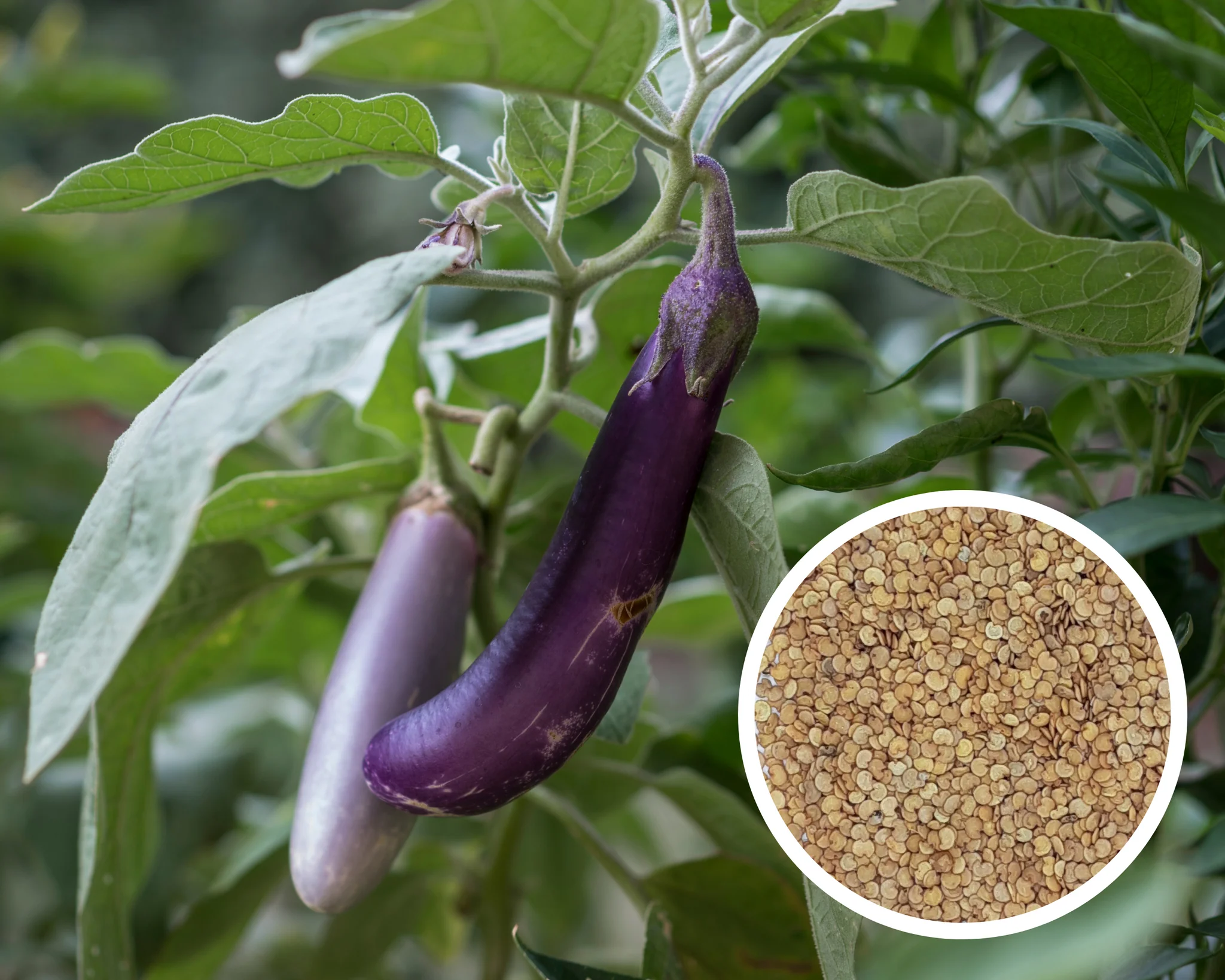 How To Plant Eggplant Seeds