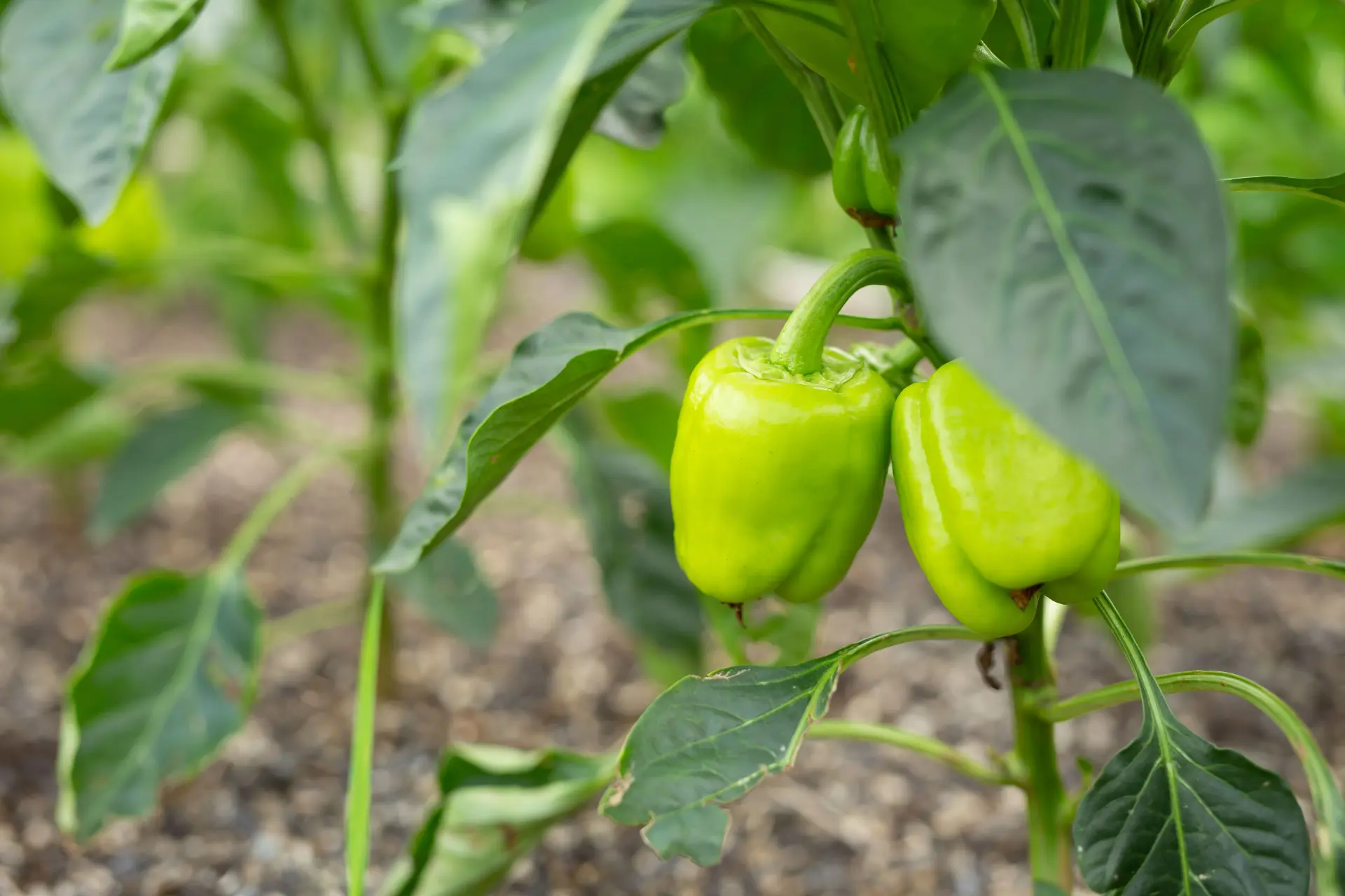 How To Plant Green Pepper Seeds