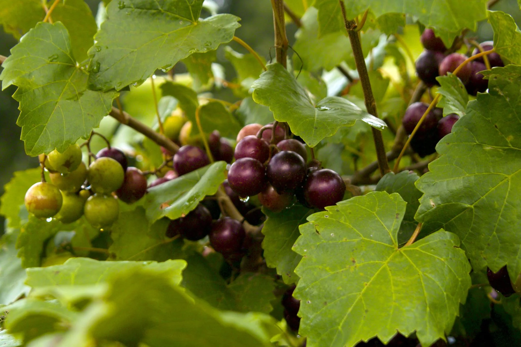 How To Plant Muscadine Seeds
