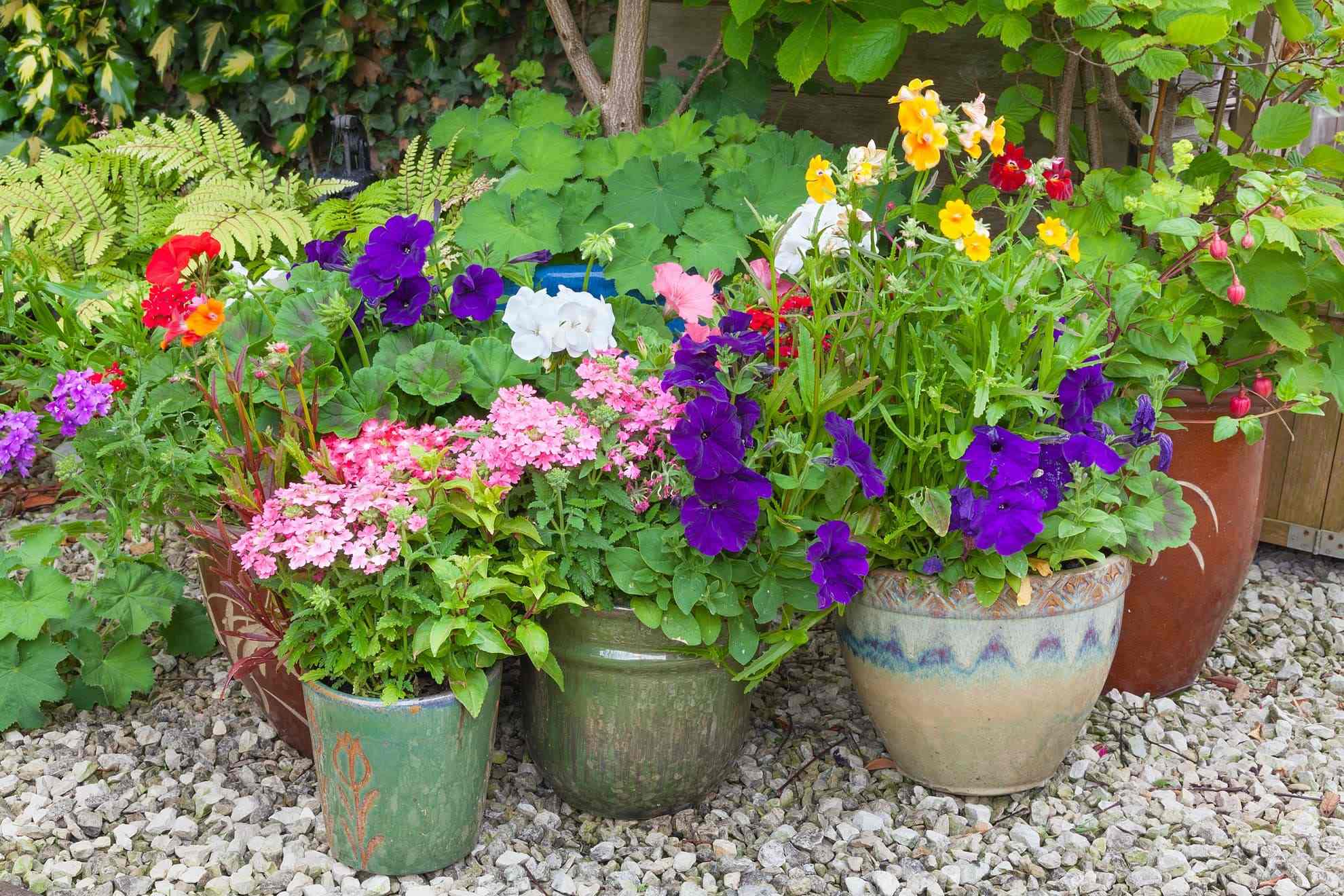 How To Plant Perennials In Pots