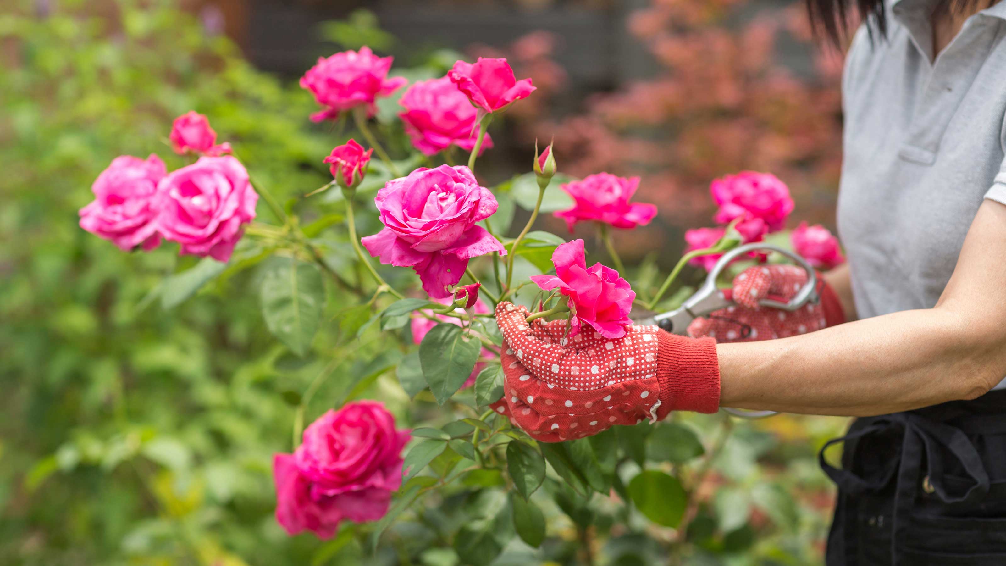How To Plant Rose Seeds