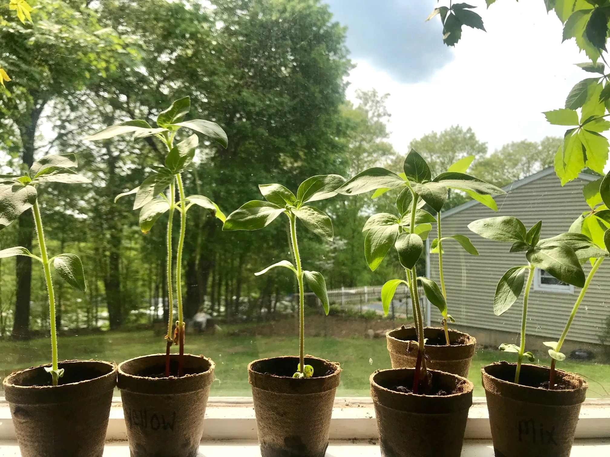How To Plant Sunflower Seeds Indoors