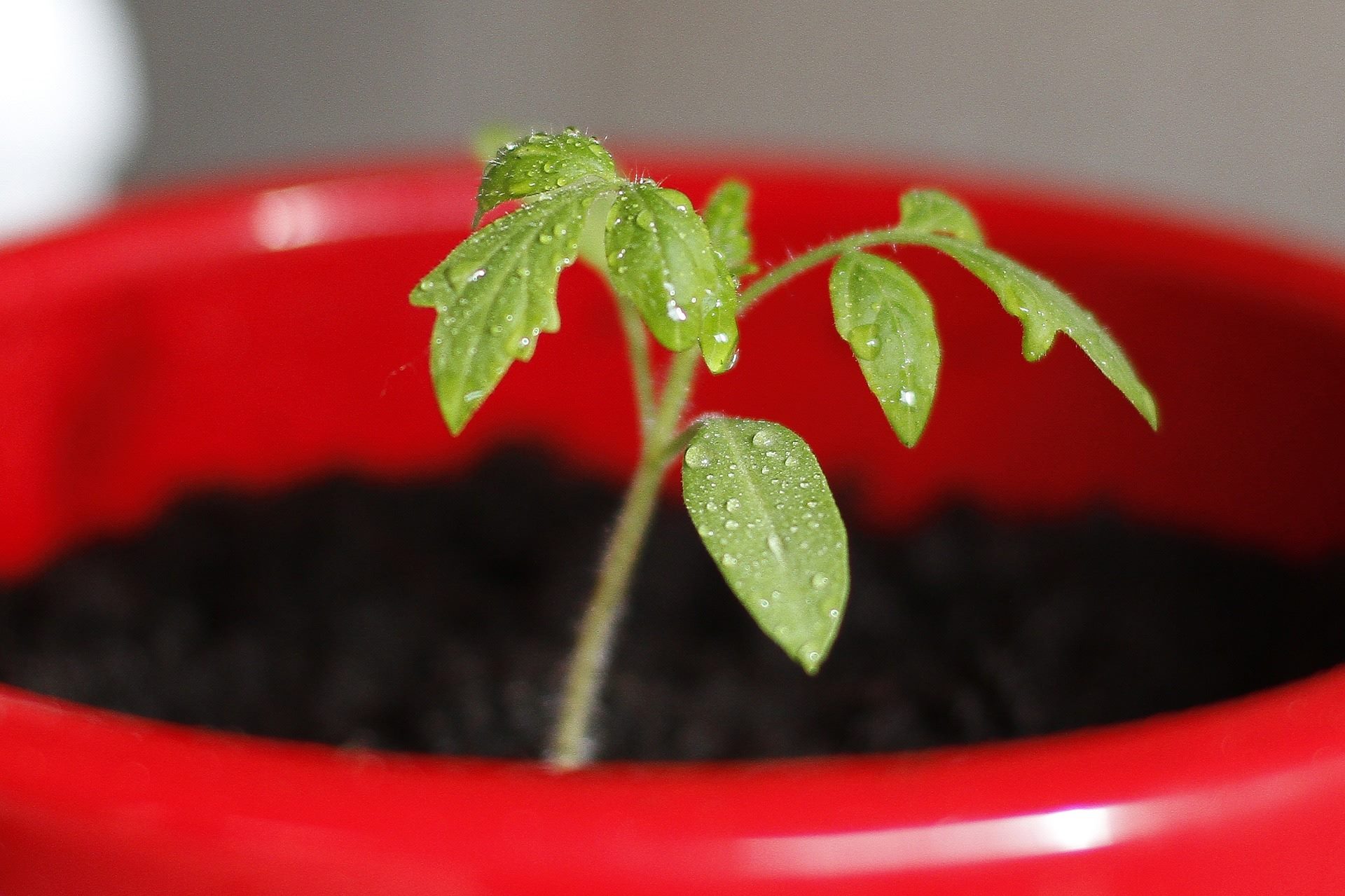 How To Plant Tomato Seeds Indoors