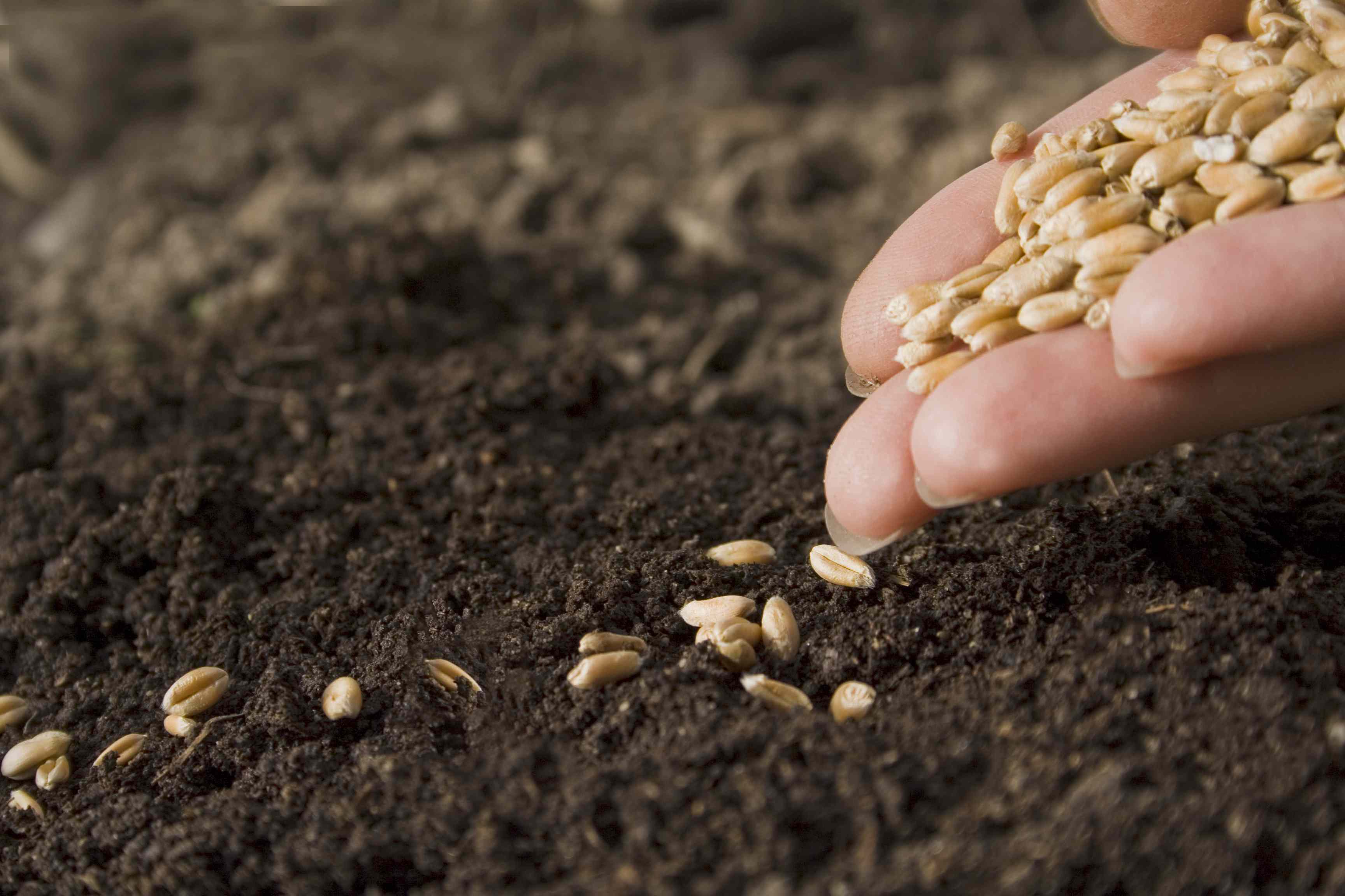 How To Plant Tree Seeds