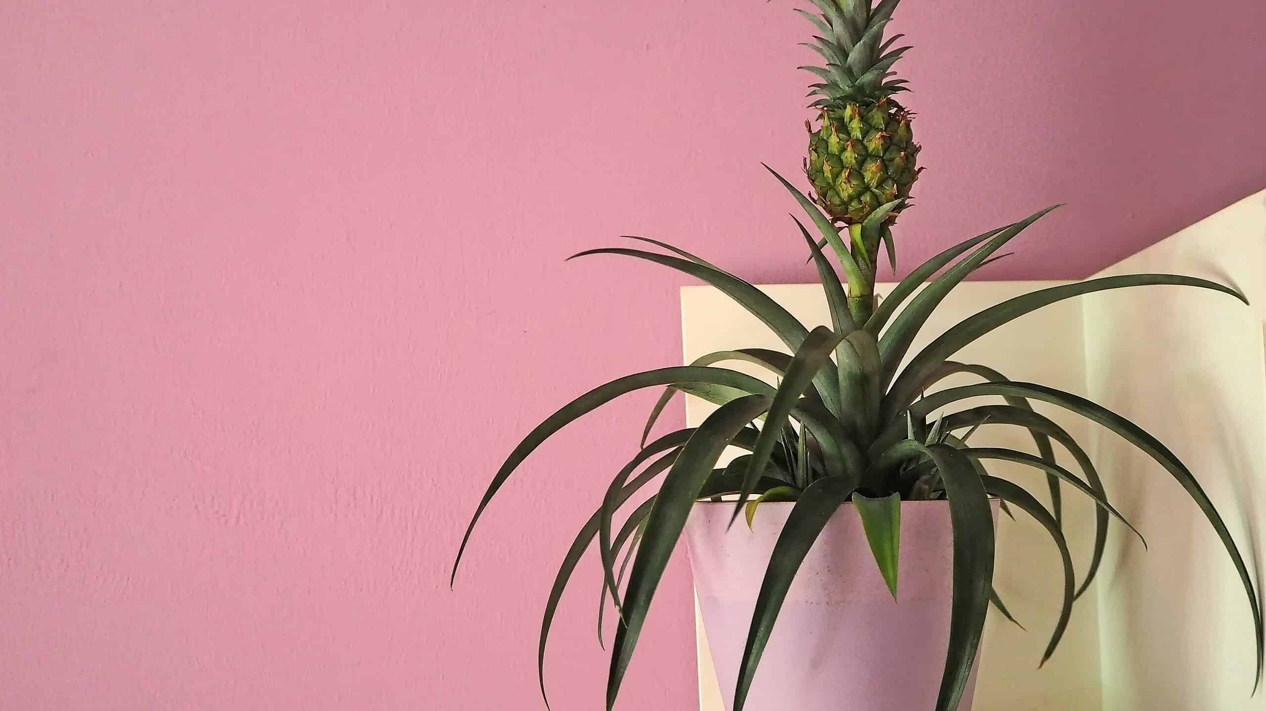 How To Prepare A Pineapple Top For Planting