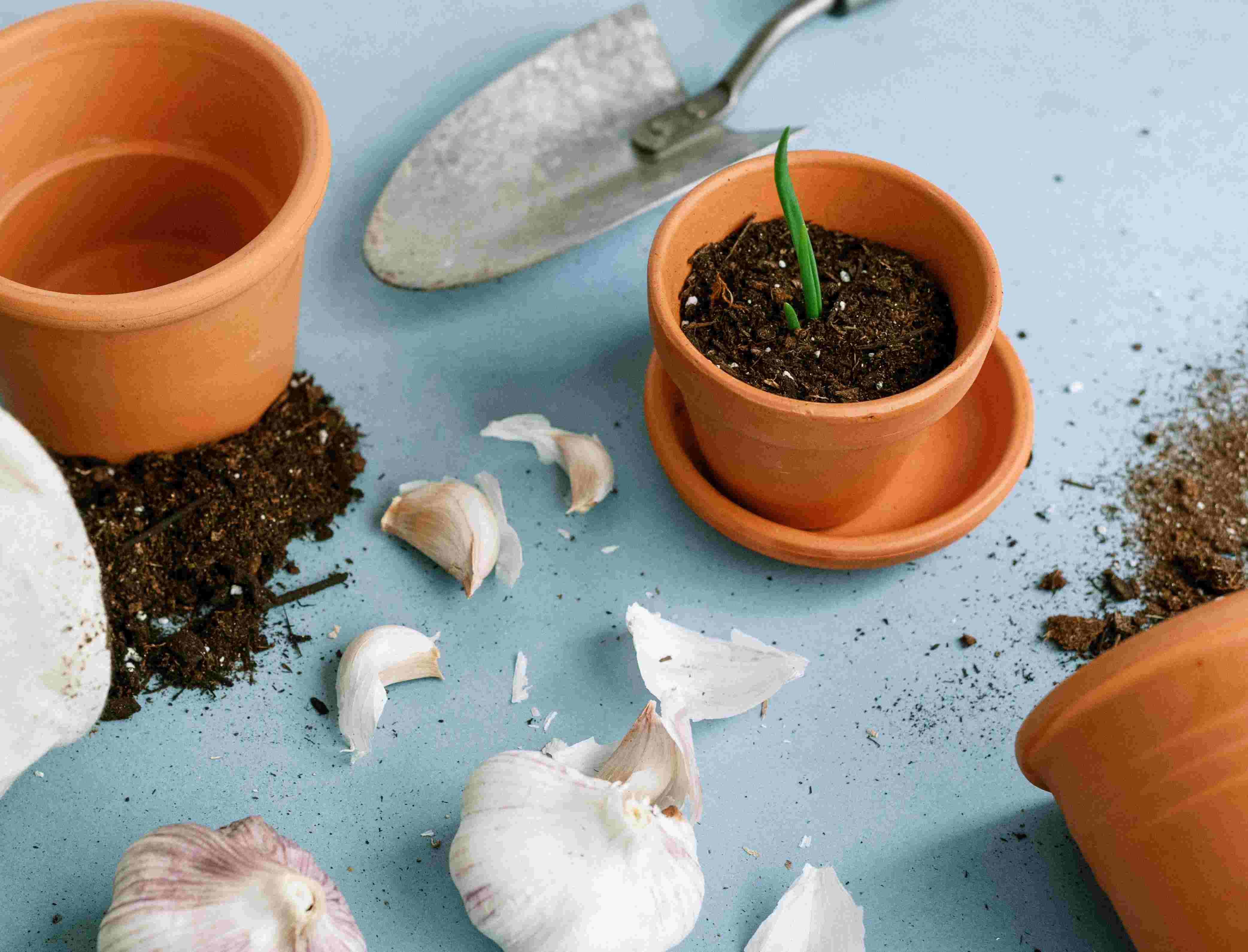 How To Prepare Garlic Cloves For Planting