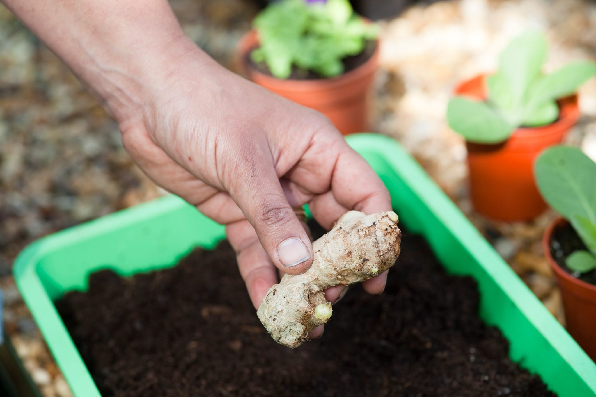 How To Prepare Ginger For Planting