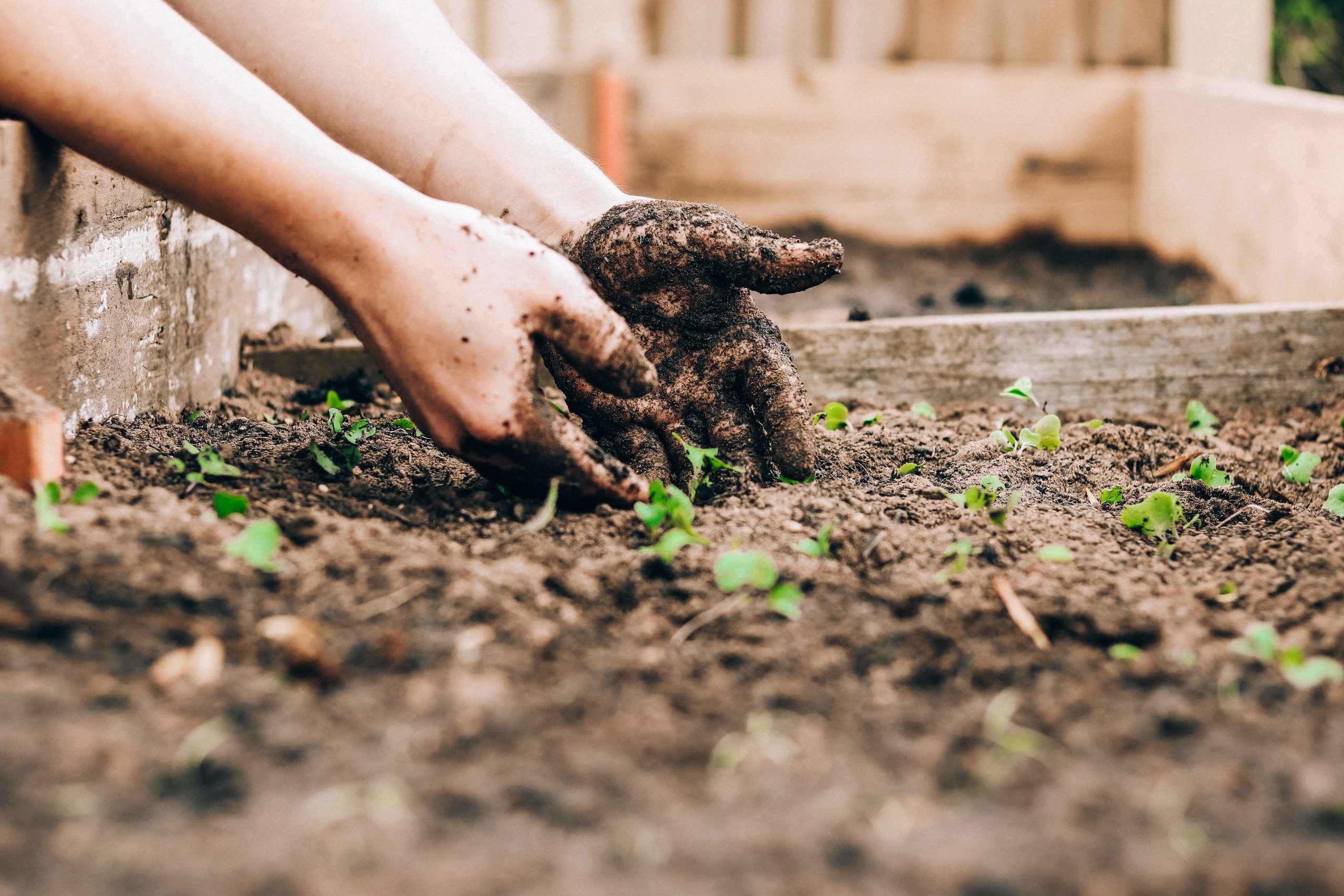 How To Prepare Hard Soil For Planting