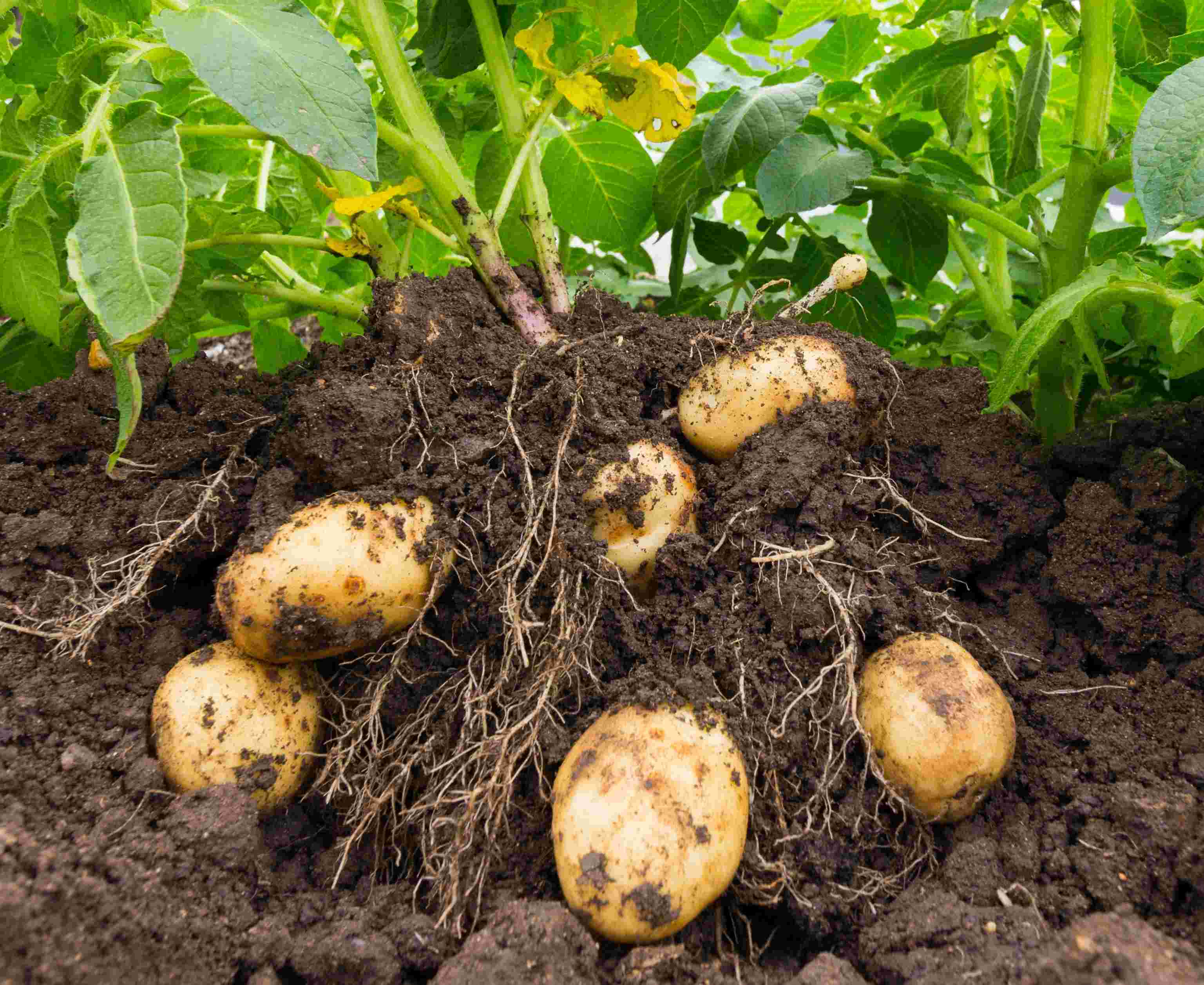 How To Prepare Potatoes For Planting