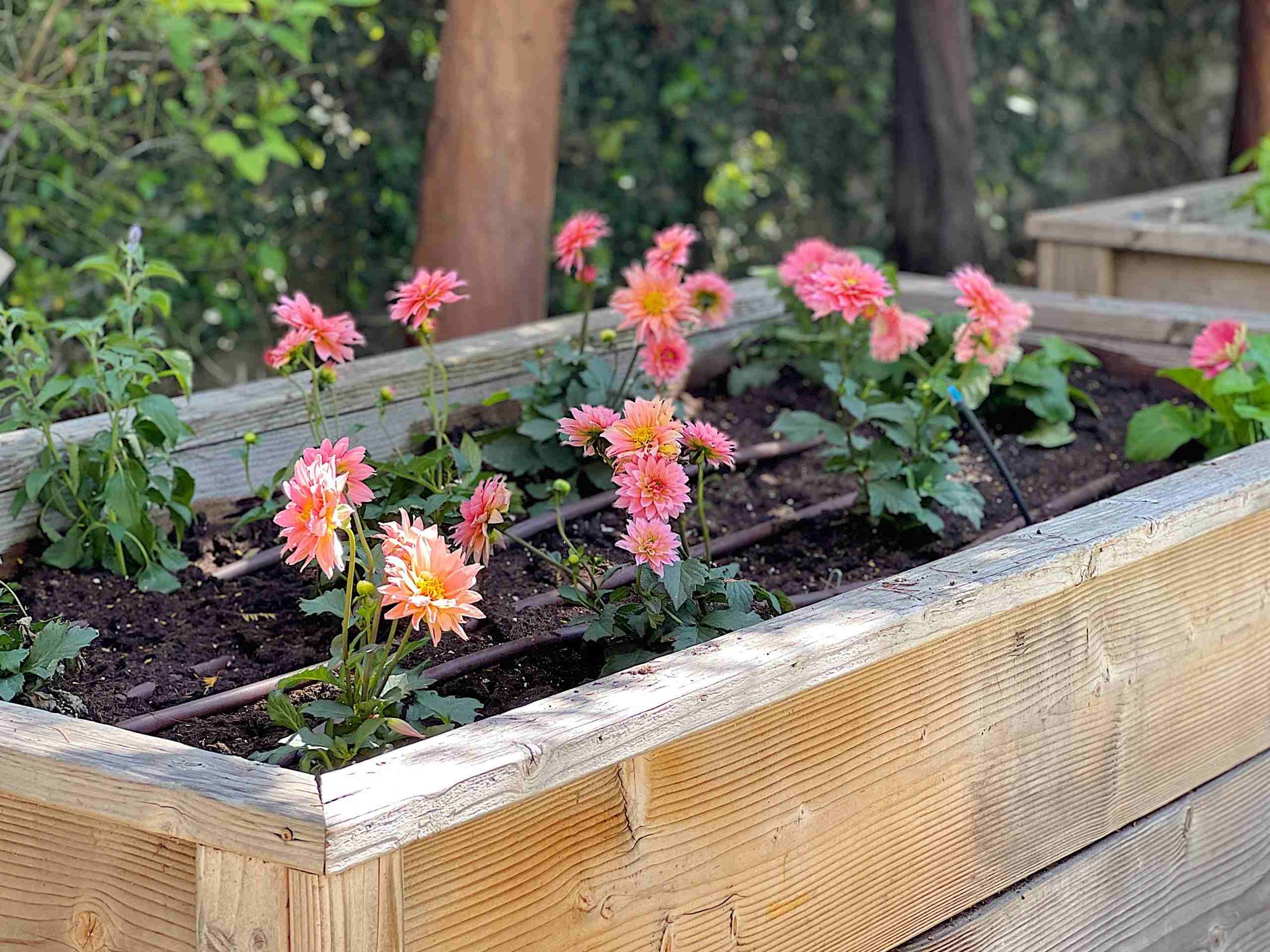 How To Prepare Raised Beds For Spring Planting