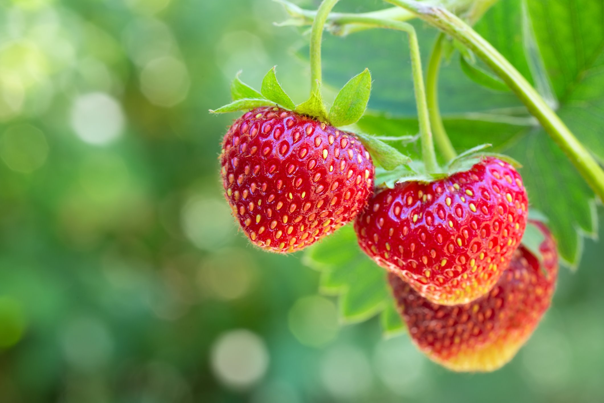 How To Prepare Strawberry Seeds For Planting
