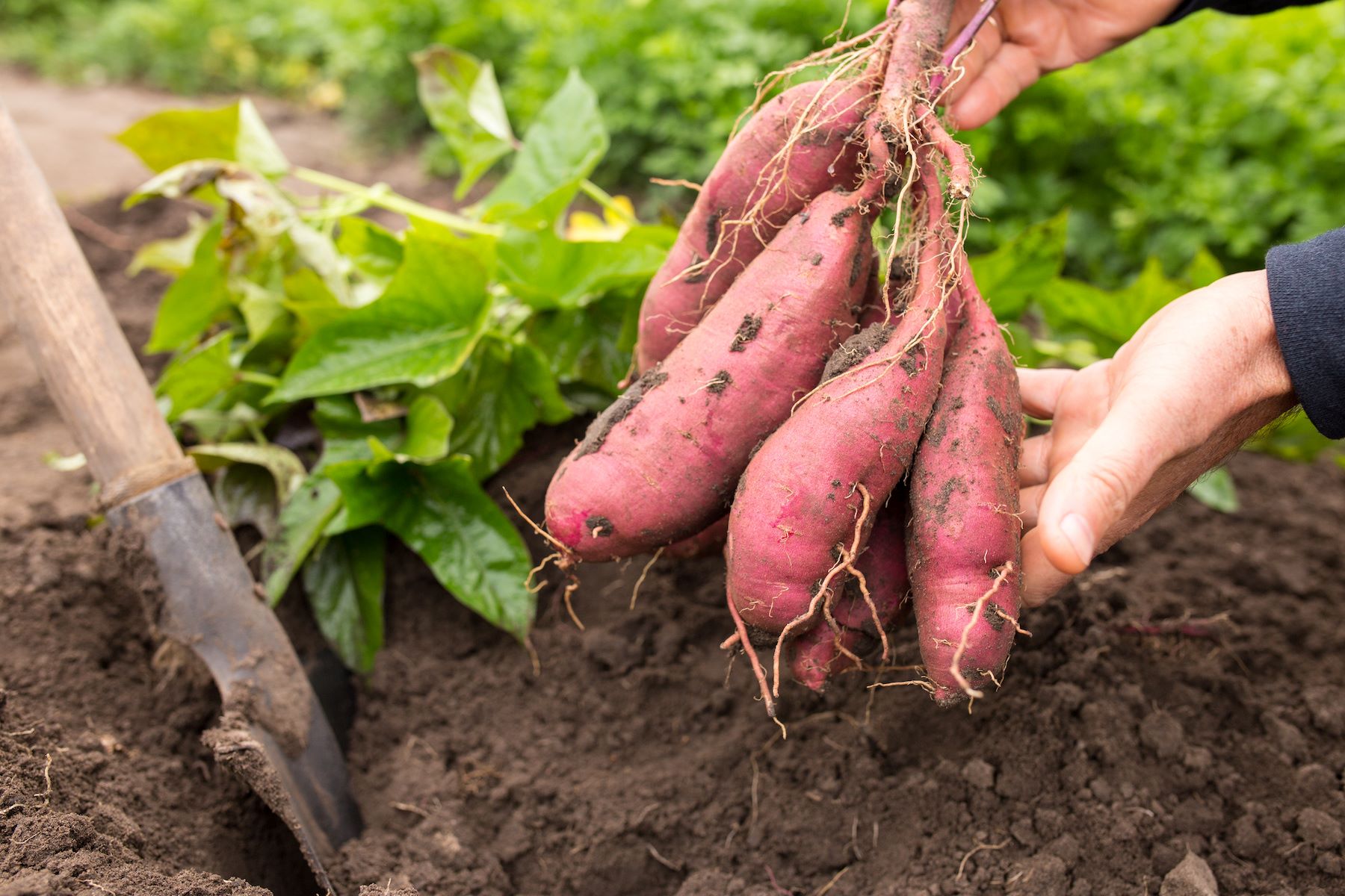 How To Prepare Sweet Potatoes For Planting