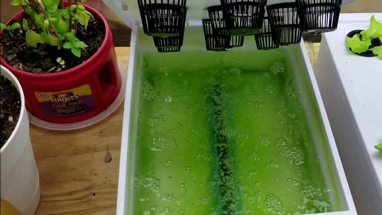 How To Prevent Algae Growth In Hydroponics