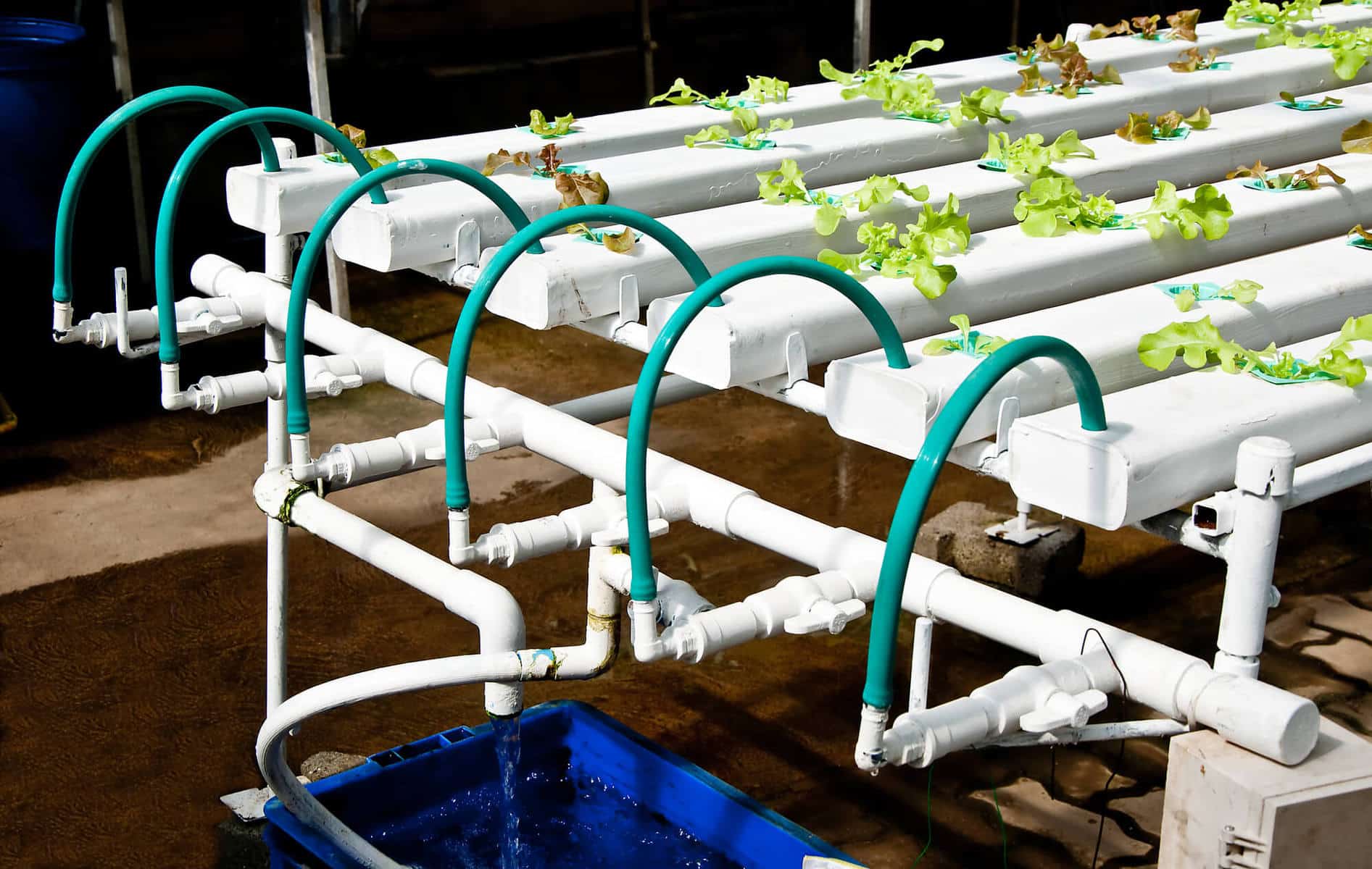 How To Prevent Mold In Hydroponics