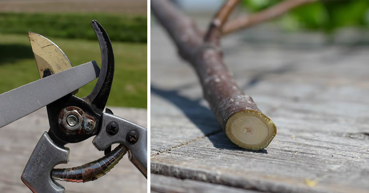 How To Sharpen Pruning Clippers