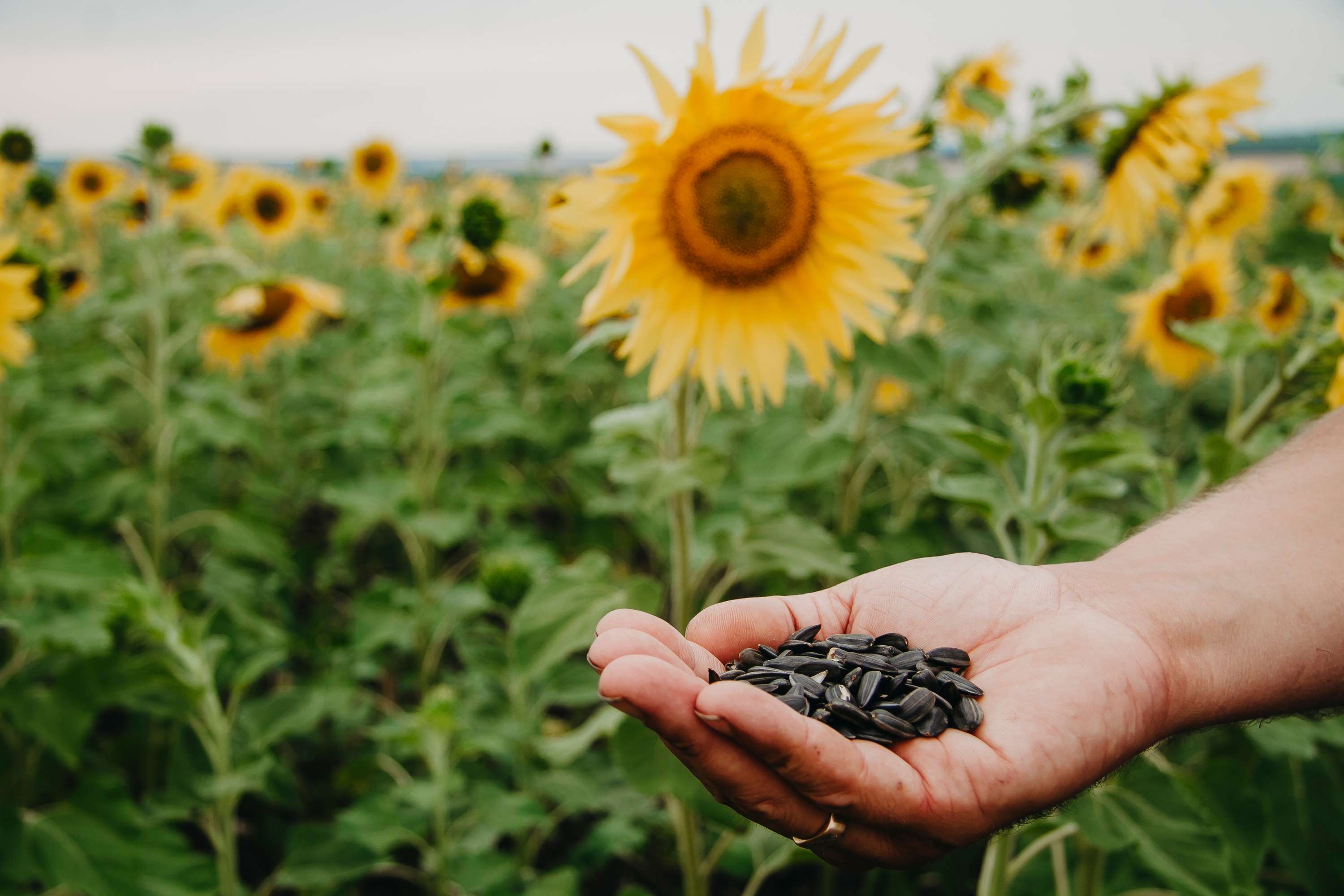 How To Soak Sunflower Seeds Before Planting