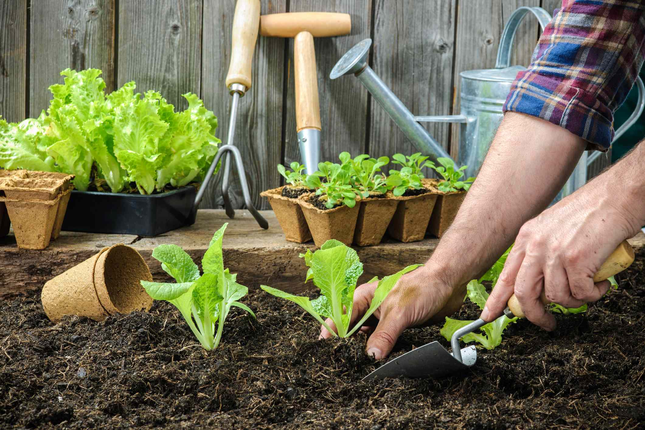 How To Sow Lettuce Seeds