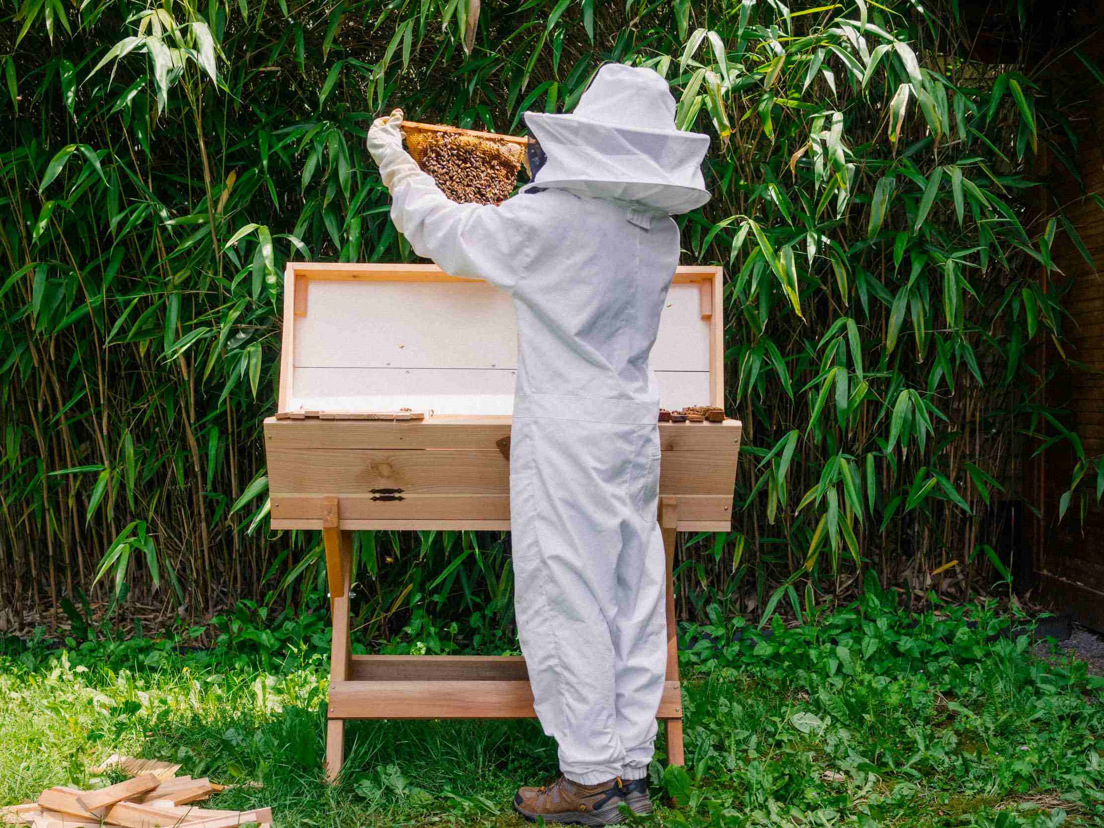 How To Start A Beehive In Your Backyard
