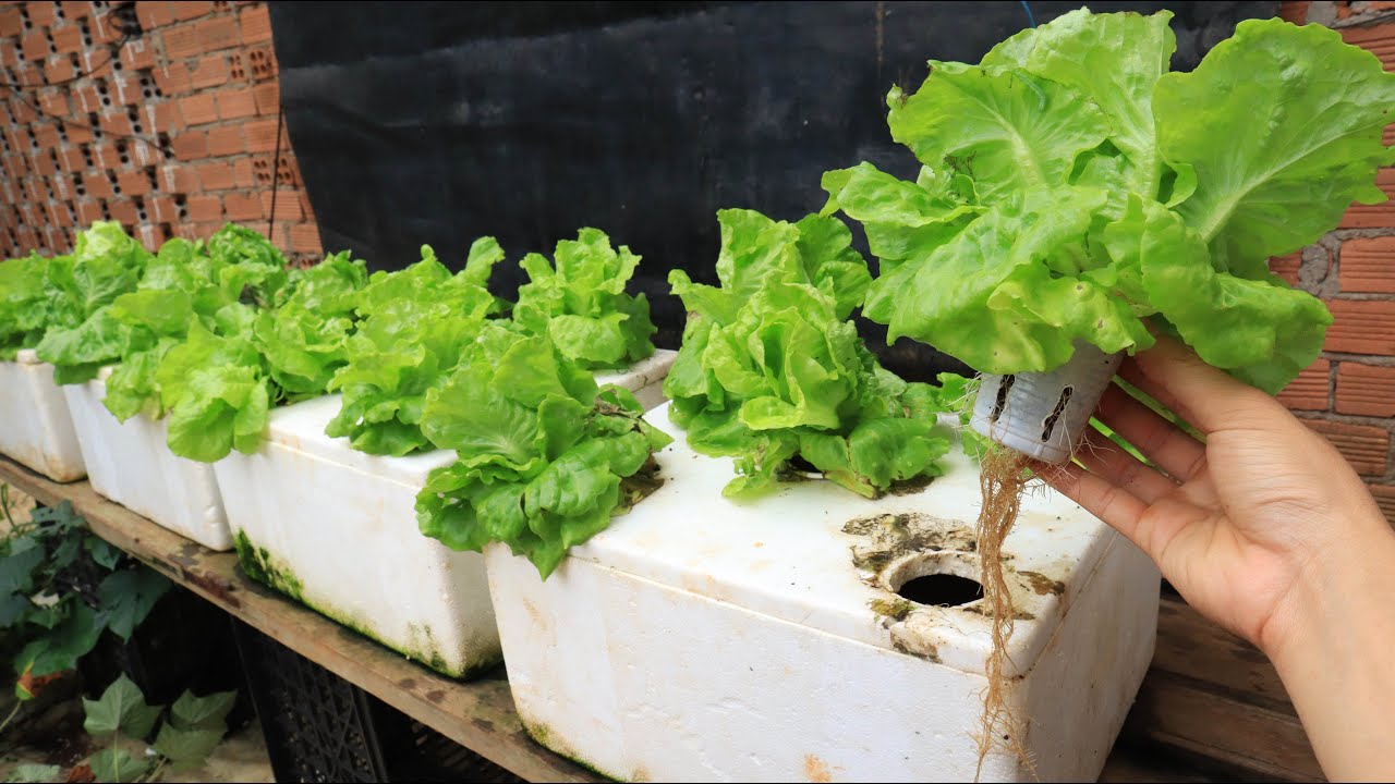 How To Start Lettuce For Hydroponics