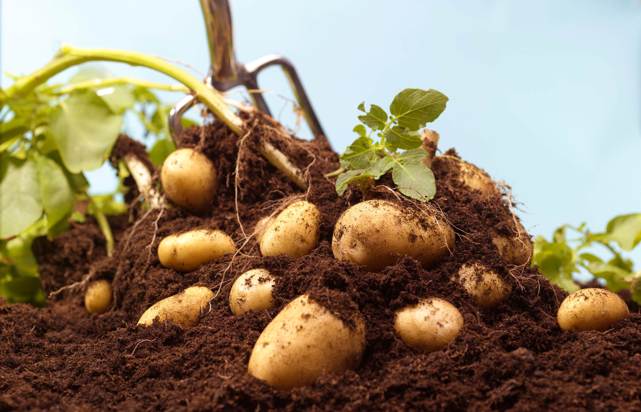 How To Start Potatoes For Planting