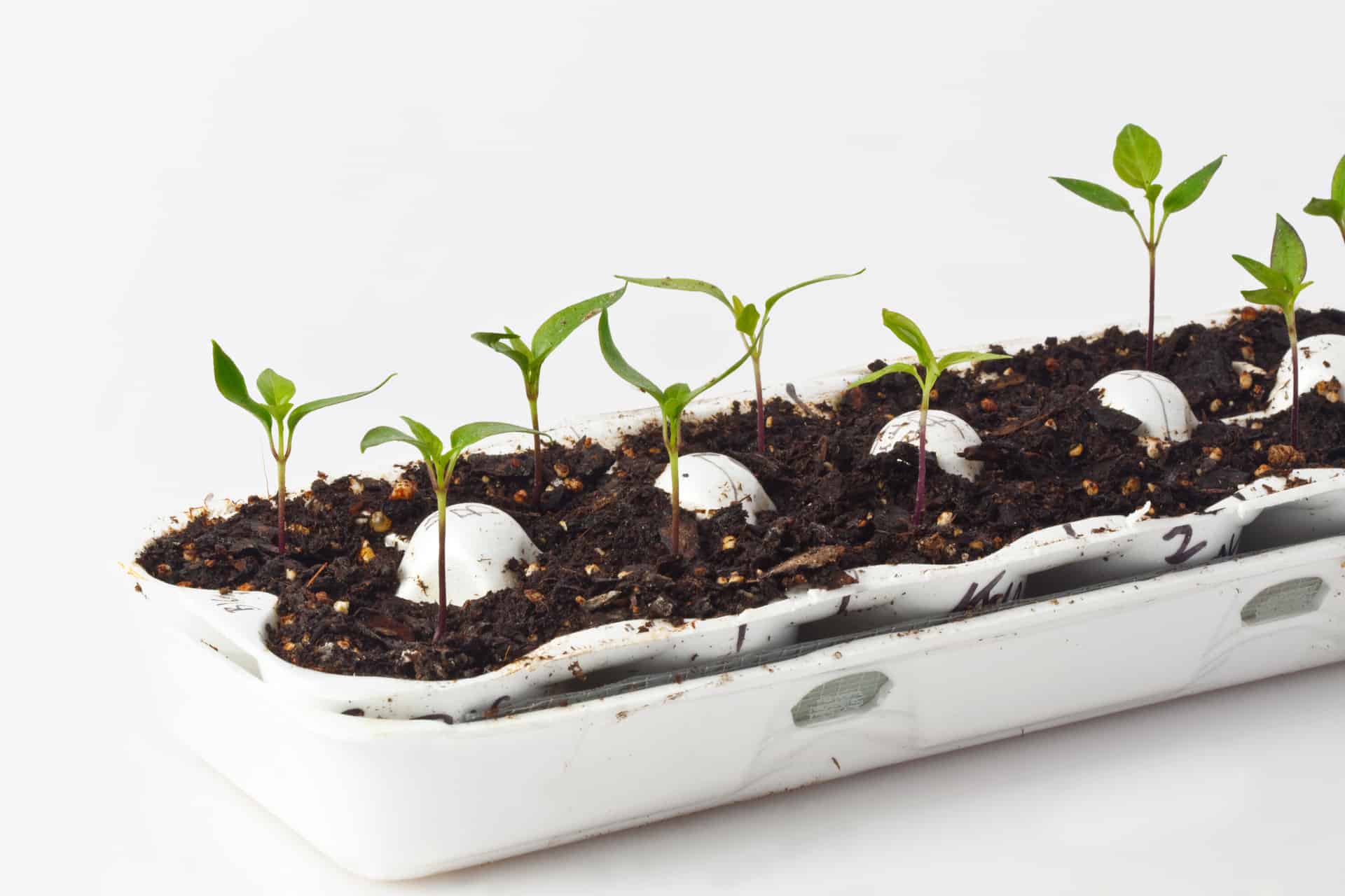 How To Start Seeds In Egg Cartons
